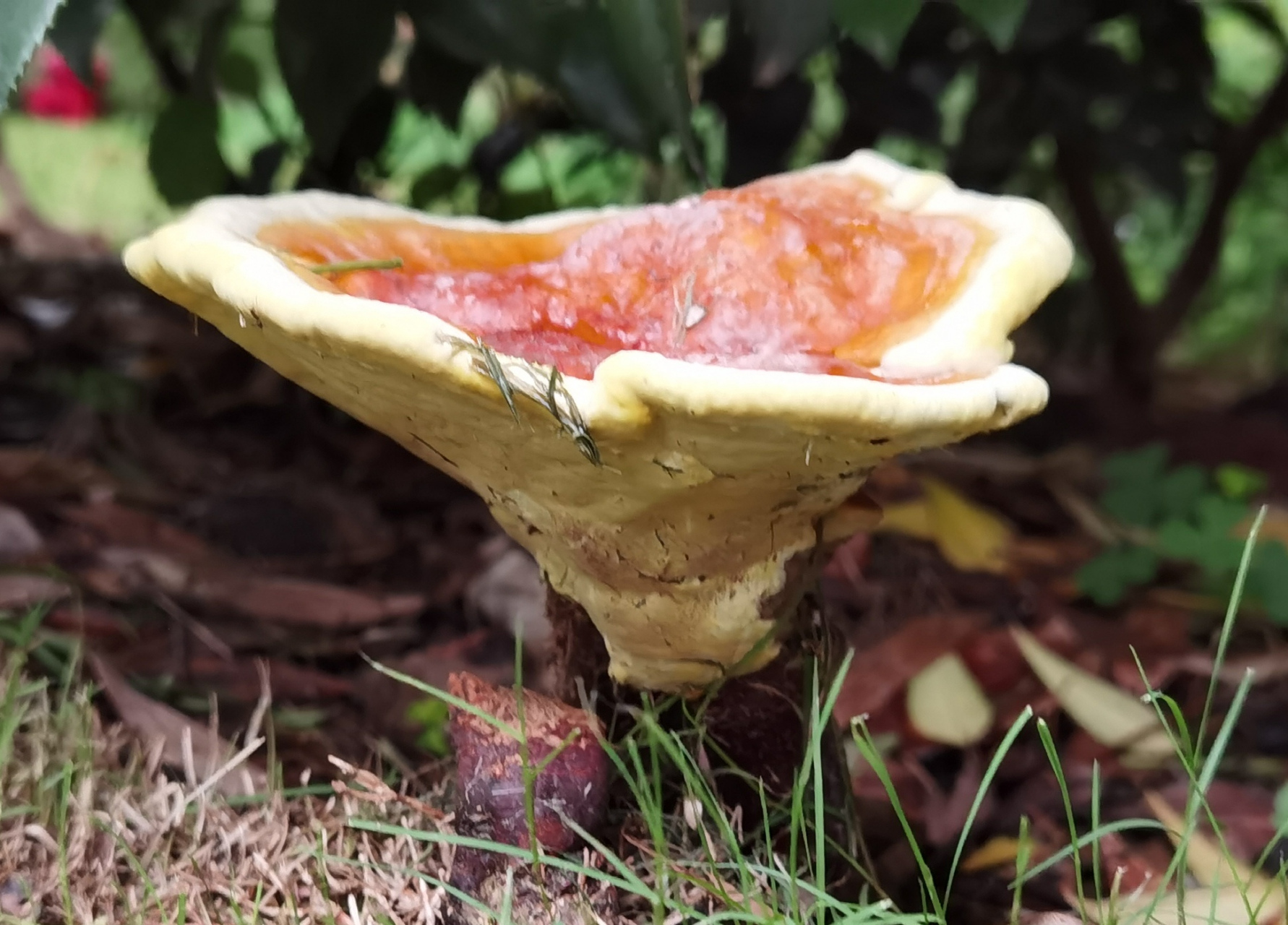 小区的绿化带发现一株野生灵芝,第一次看到新鲜生长的灵芝,好灵动鲜活