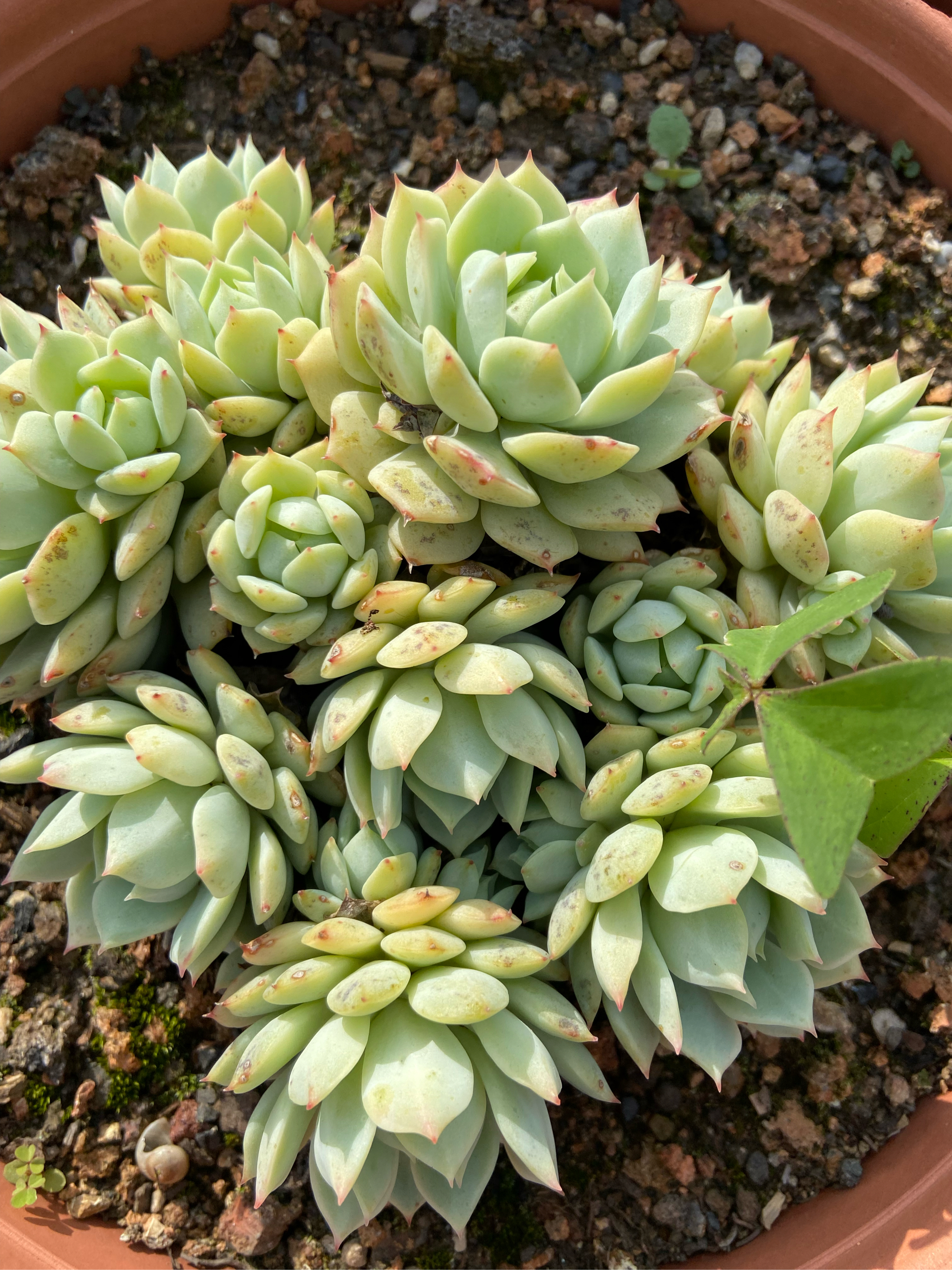 多肉植物静夜,宛如夜空中的一颗璀璨星辰,静静地绽放着独特的魅力.