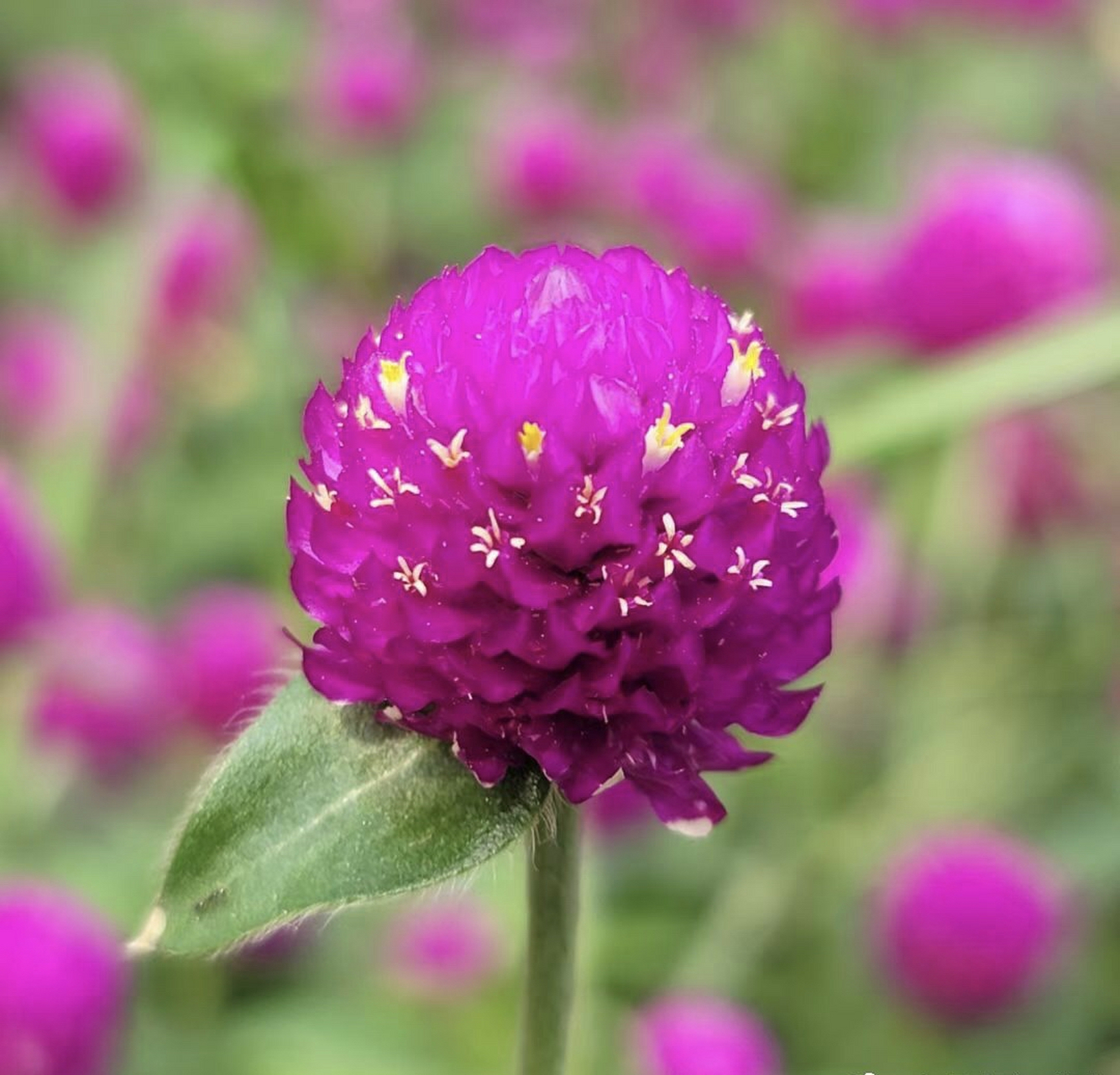 花色艳丽有光泽,花干后而不凋,经久不变,所以得名千日红