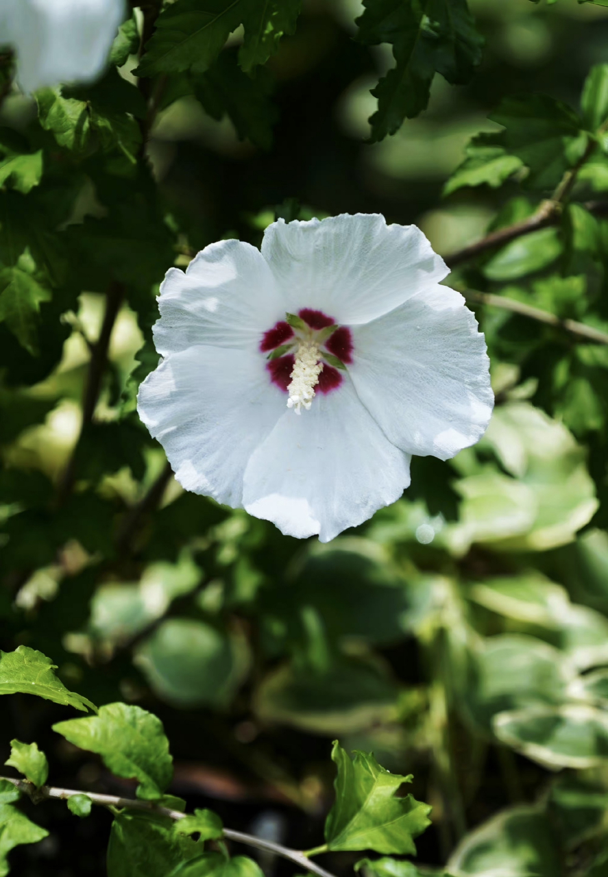 一添一种花:单瓣木槿,粉白色的花瓣和红色花心,这是单瓣品种的白木槿.