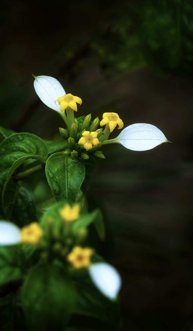 一天一种花:玉叶金花.