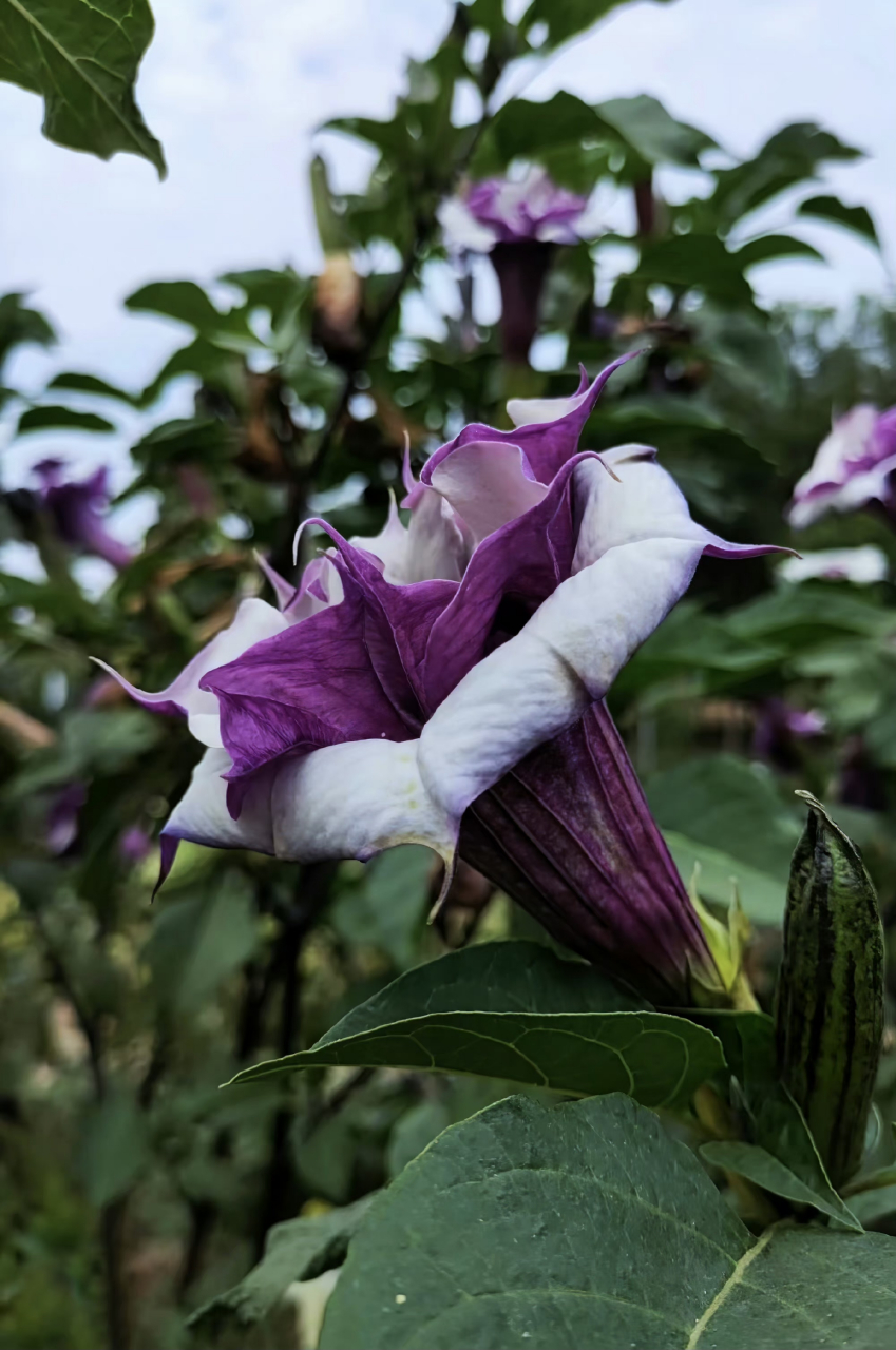 美丽大自然:紫花曼陀罗.