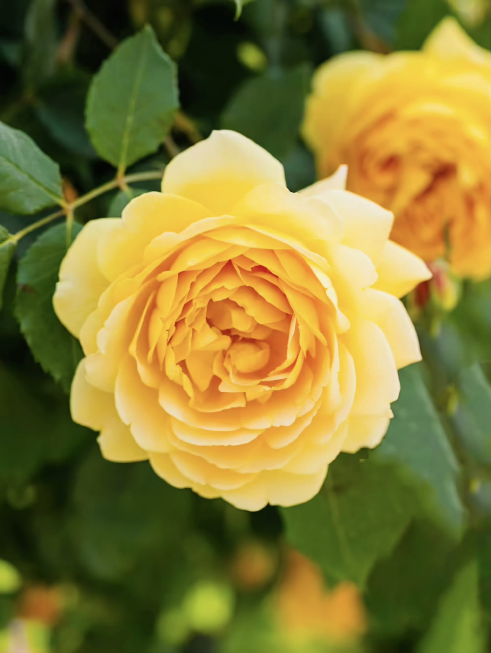 美丽大自然:这是黄金庆典月季,祝天下父亲节日快乐!