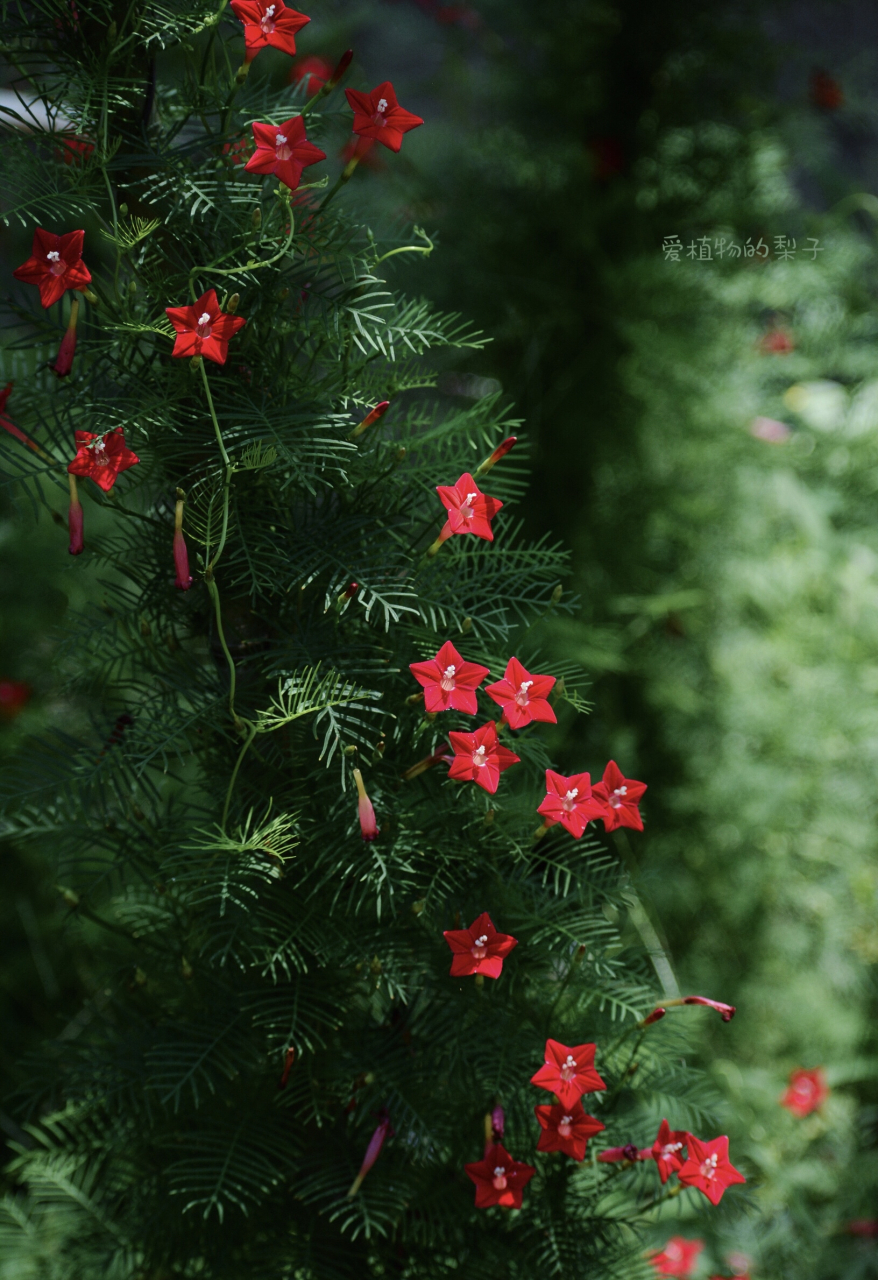 一天一种花:这是羽叶茑萝,千万不要认为是喇叭花!