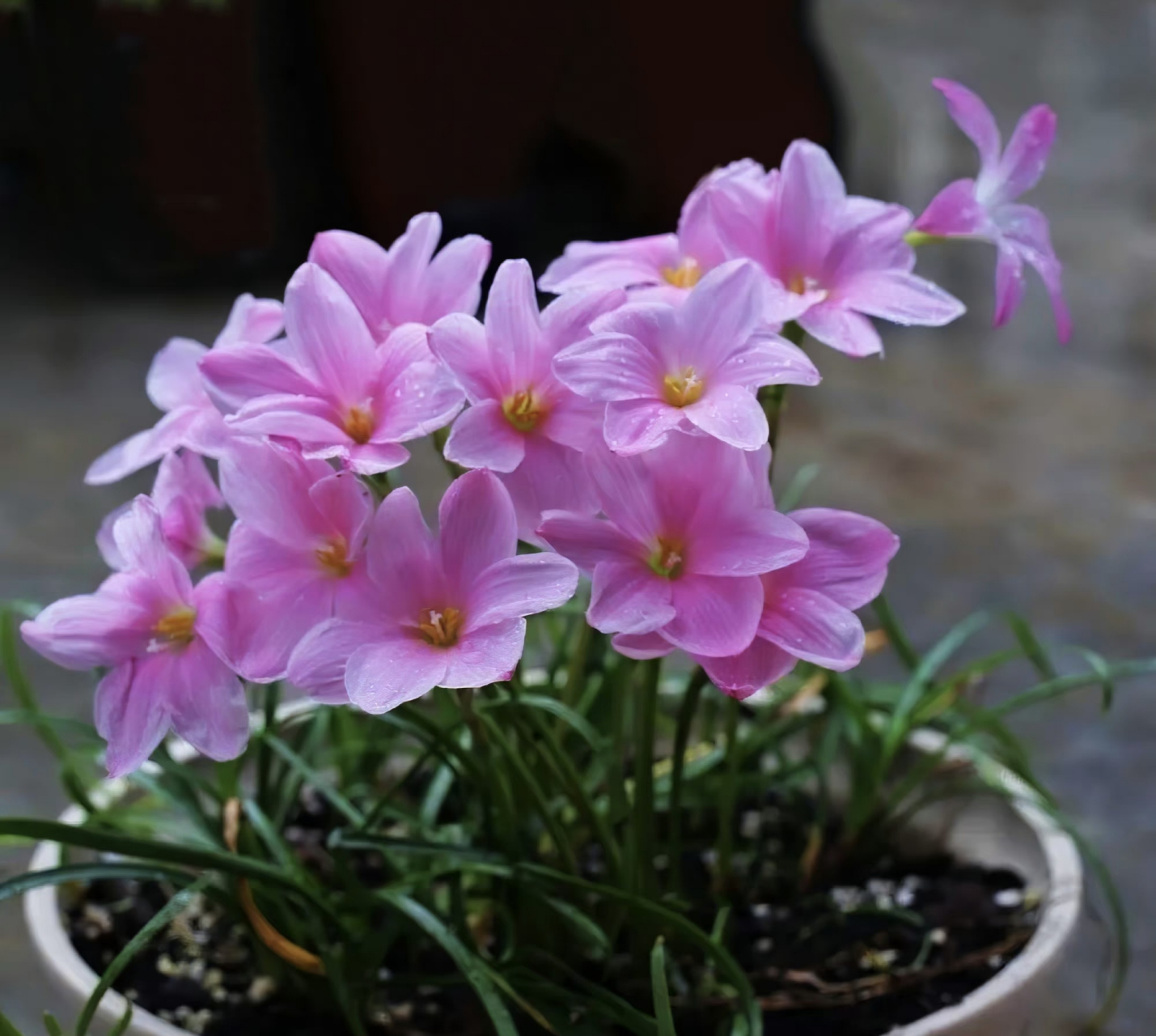 美丽大自然:这个品种的兰花:学名"风雨兰",我不知道为什么起这个名字