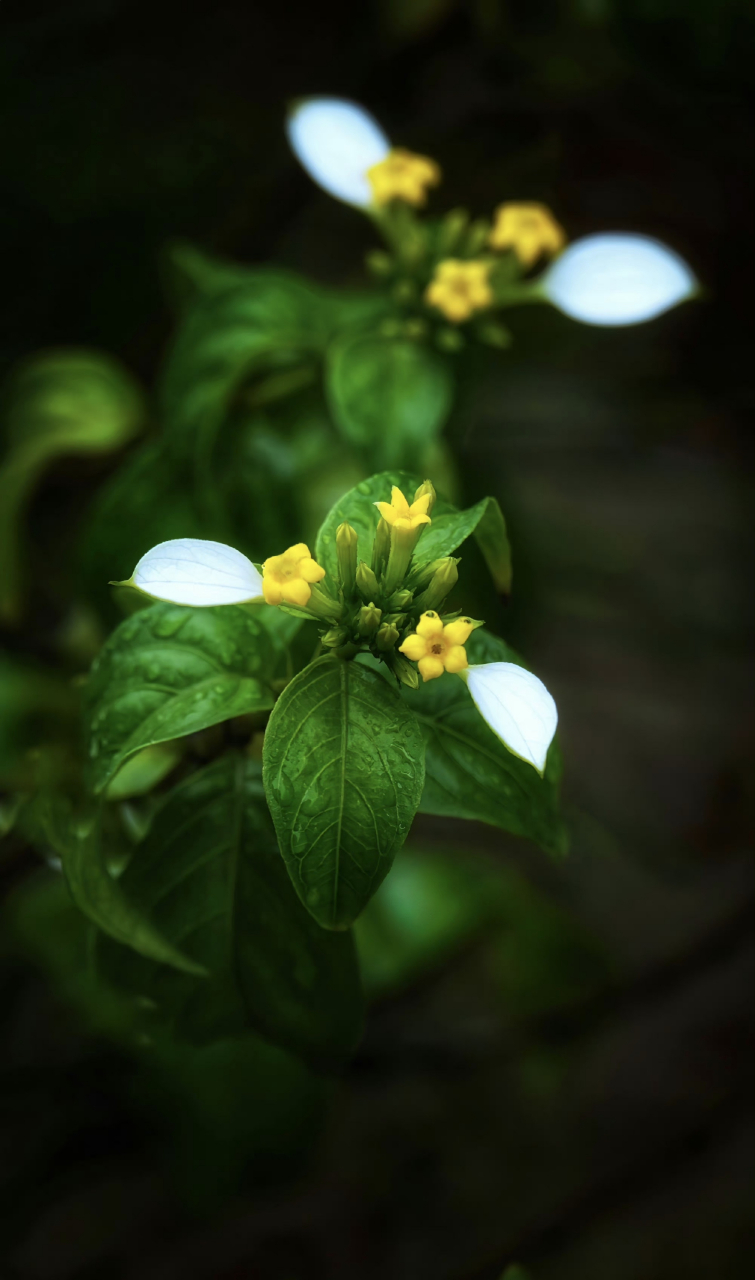 一天一种花:玉叶金花.