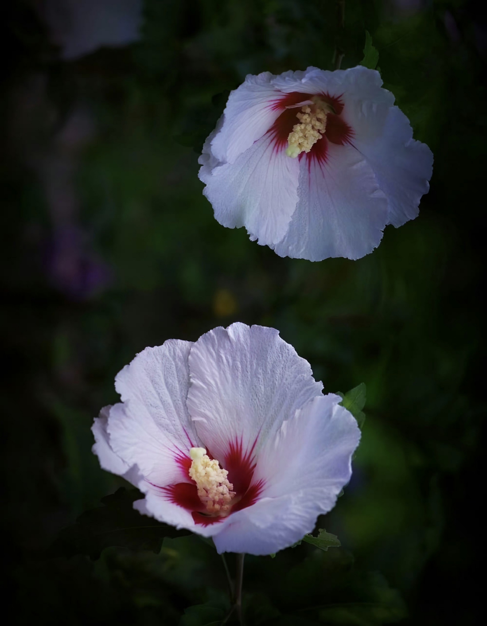一添一种花:单瓣木槿,粉白色的花瓣和红色花心,这是单瓣品种的白木槿.