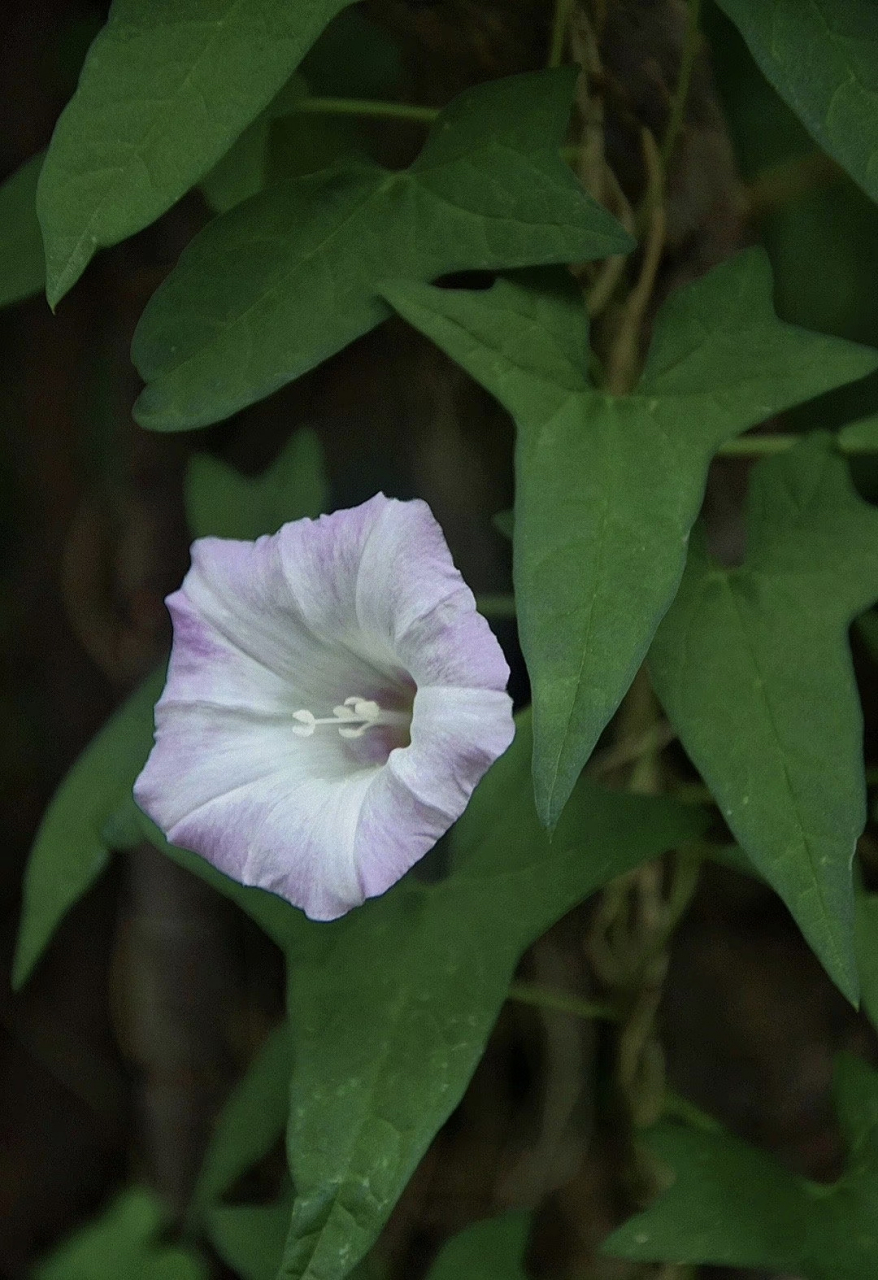 一天认识一种花:旋花,小区绿化带里经常能看到,它不是喇叭花也不是