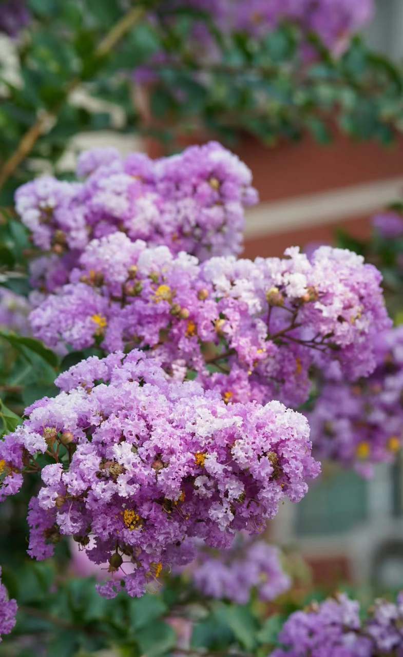 一天一种花:又见紫薇百日红,迎风翅首傲苍穹. 67