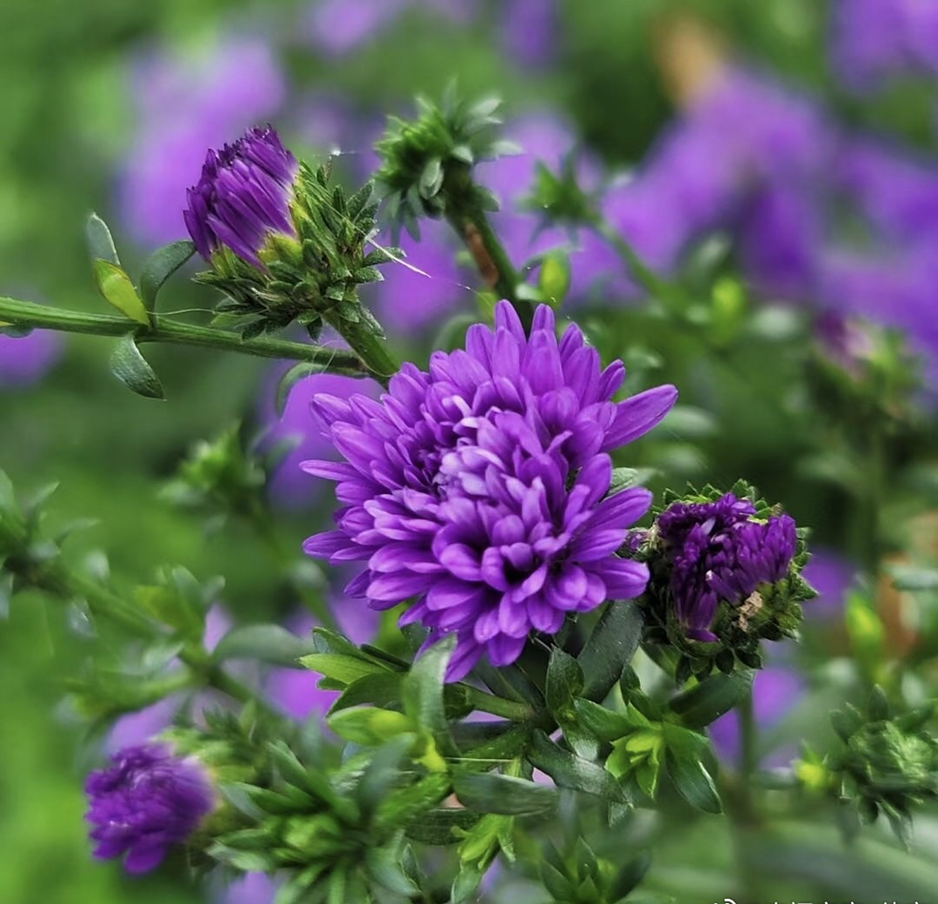 一天一种花:联毛紫菀属多年生宿根草本植物,株高可达100厘米,全株被粗