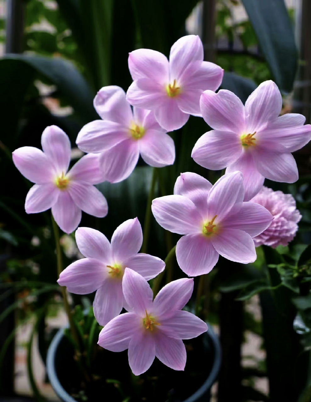 一天一种花:这是韭莲,为石蒜科葱莲属多年生草本植物, 中国引进后一直