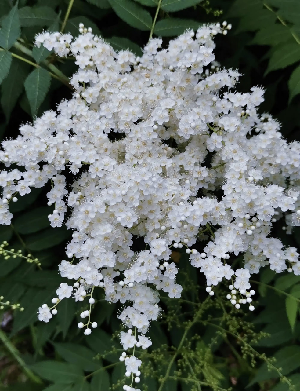 美丽大自然:公园里随处可见的白花,这种植物叫:珍珠梅!