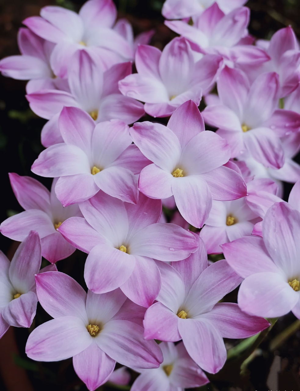 美丽大自然:这个品种的兰花:学名"风雨兰",我不知道为什么起这个名字