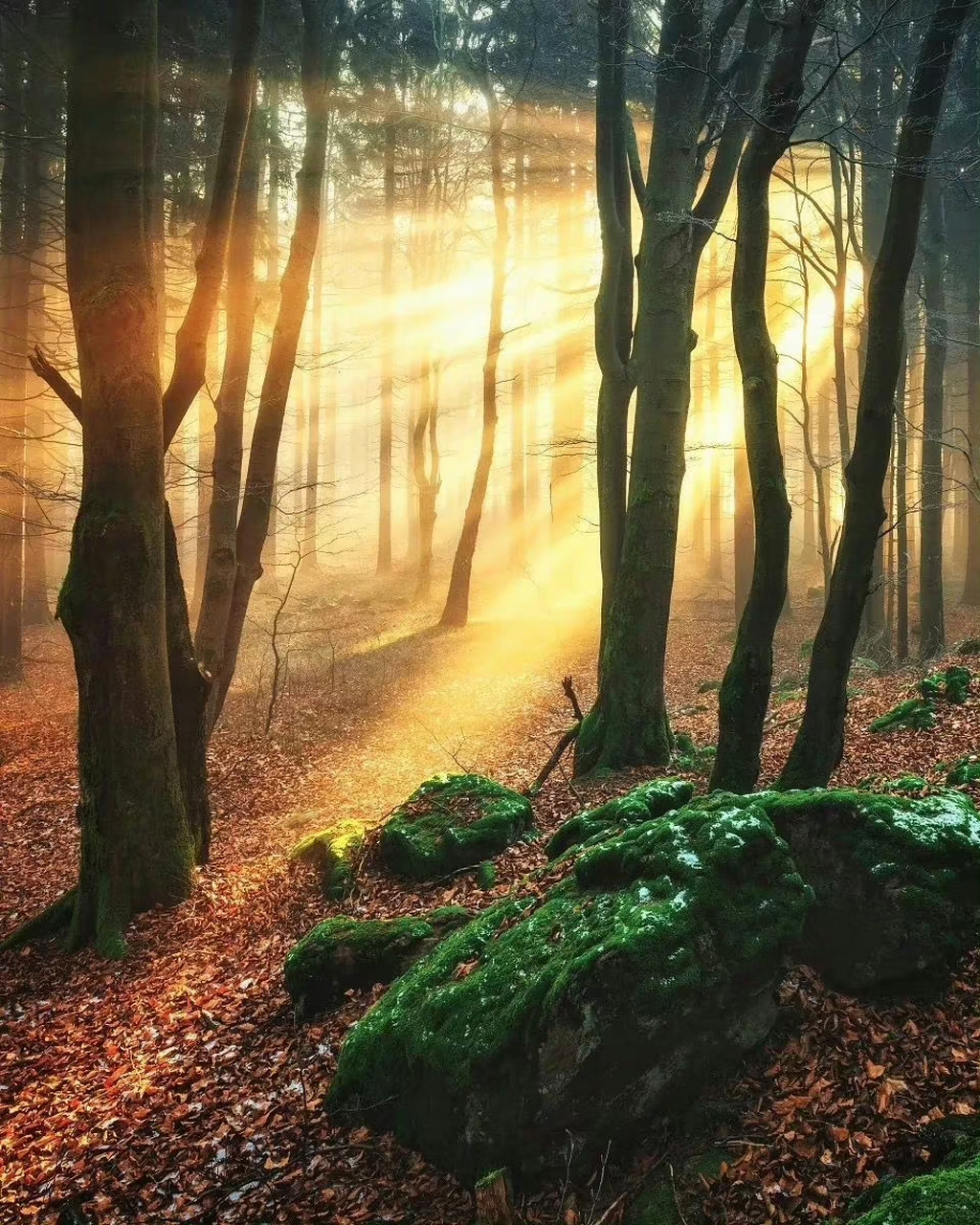 返景入深林,复照青苔上 出自:唐代诗人王维的《鹿柴》,ai根据诗意