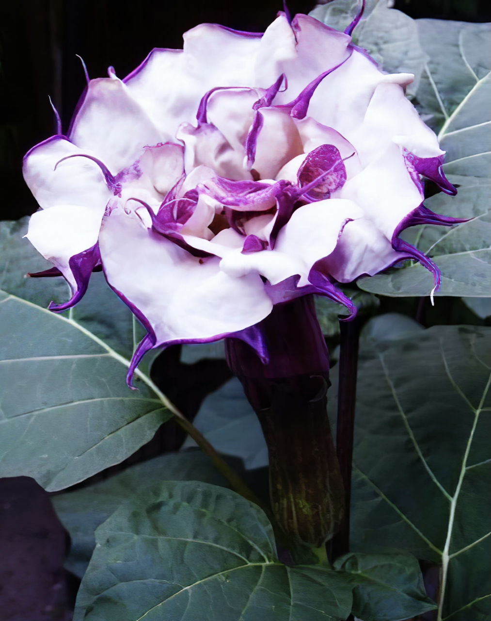美丽大自然:紫花曼陀罗.