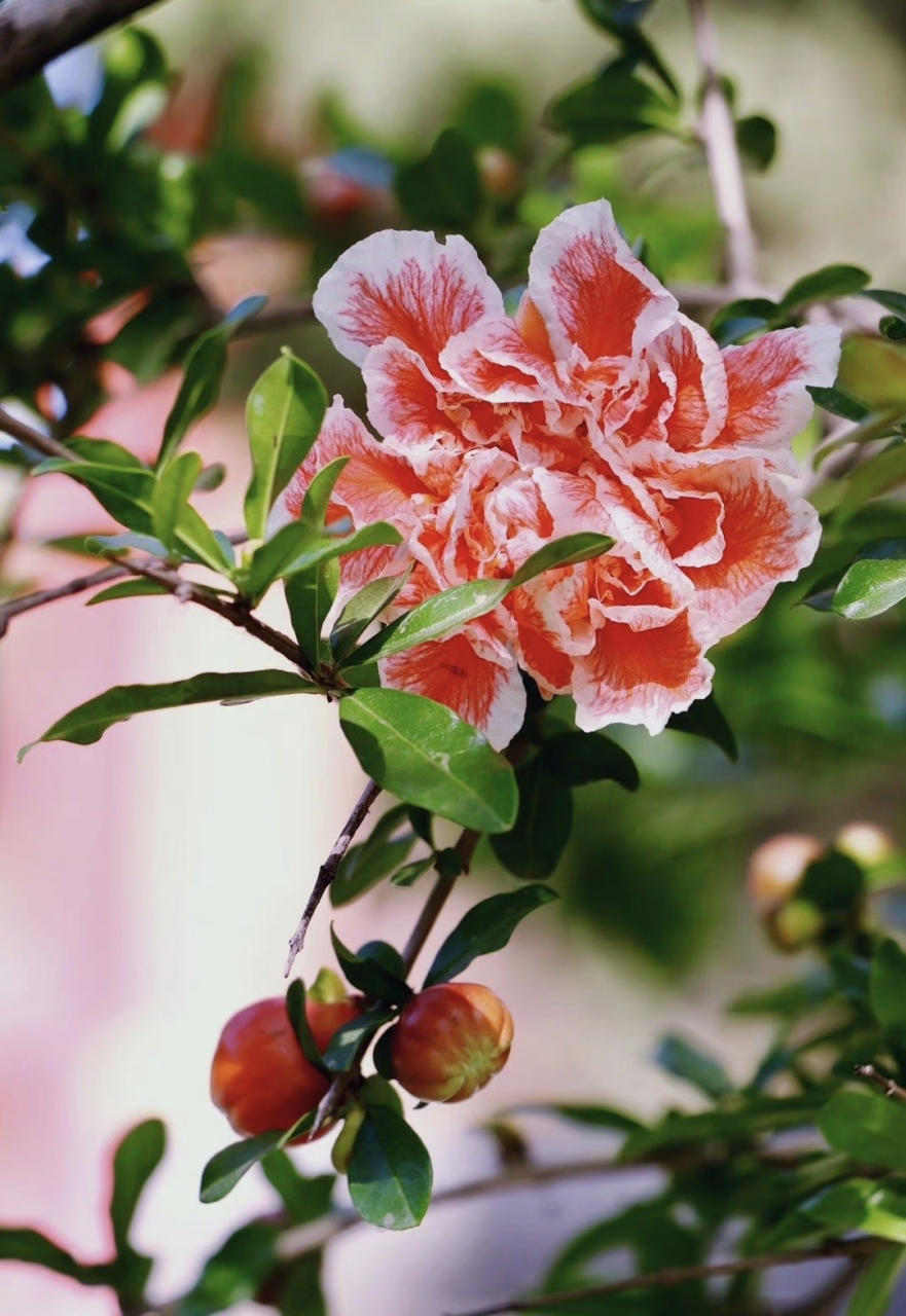 一天一种花:这是玛瑙石榴.