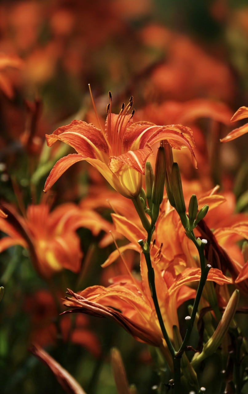 萱草又被称为忘忧草,是我国传统的母亲花.