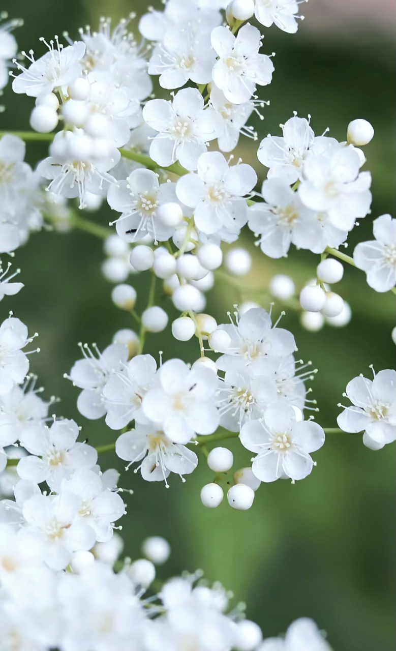 美丽大自然:公园里随处可见的白花,这种植物叫:珍珠梅!