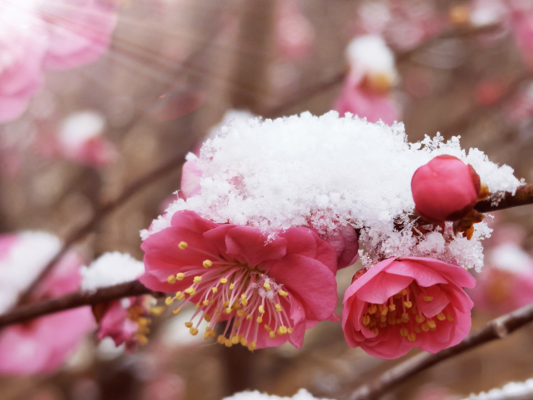 雪莹莹图片