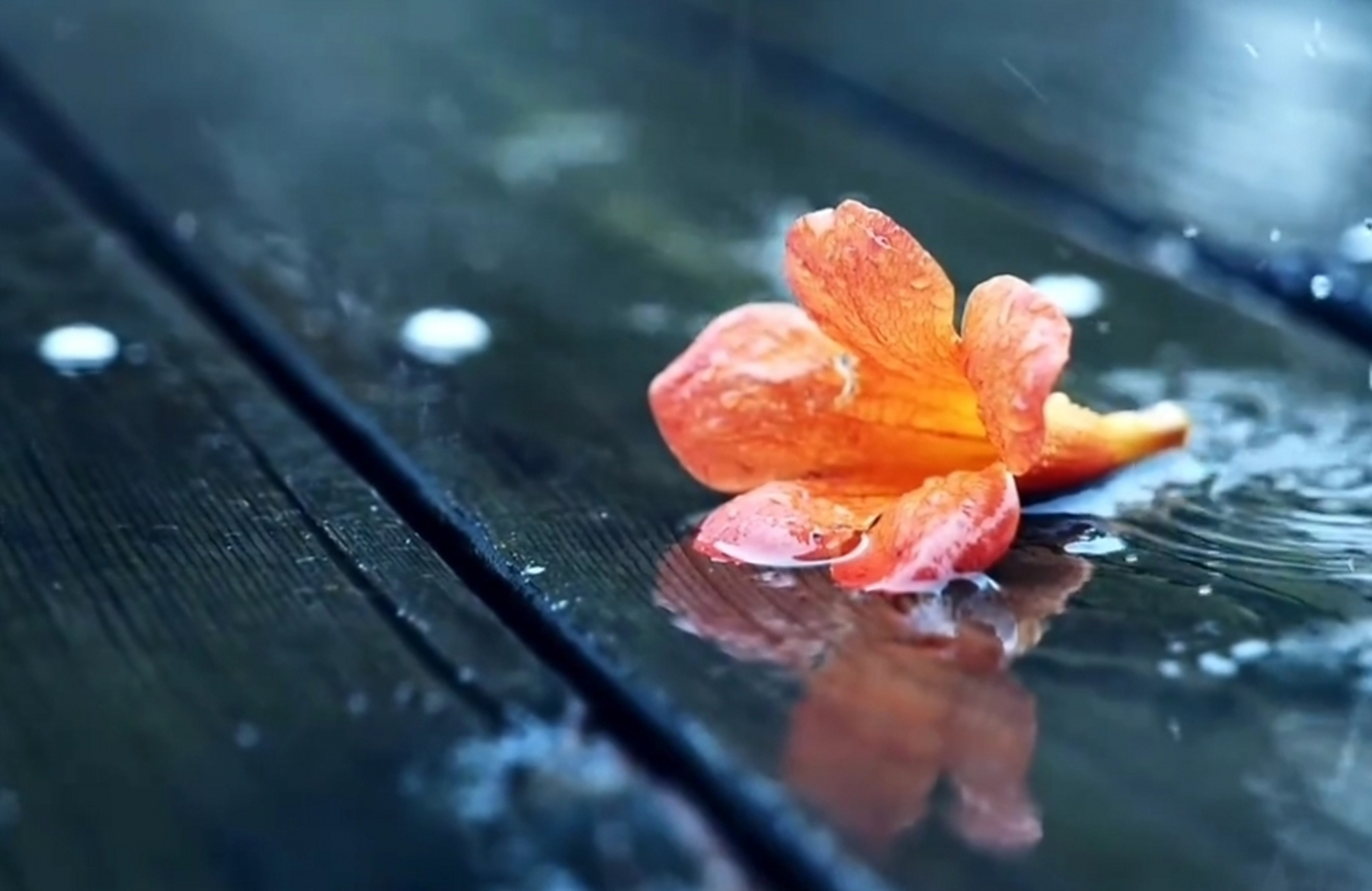 月松风草,缘庭绮合; 日华云实,旁沼星罗.