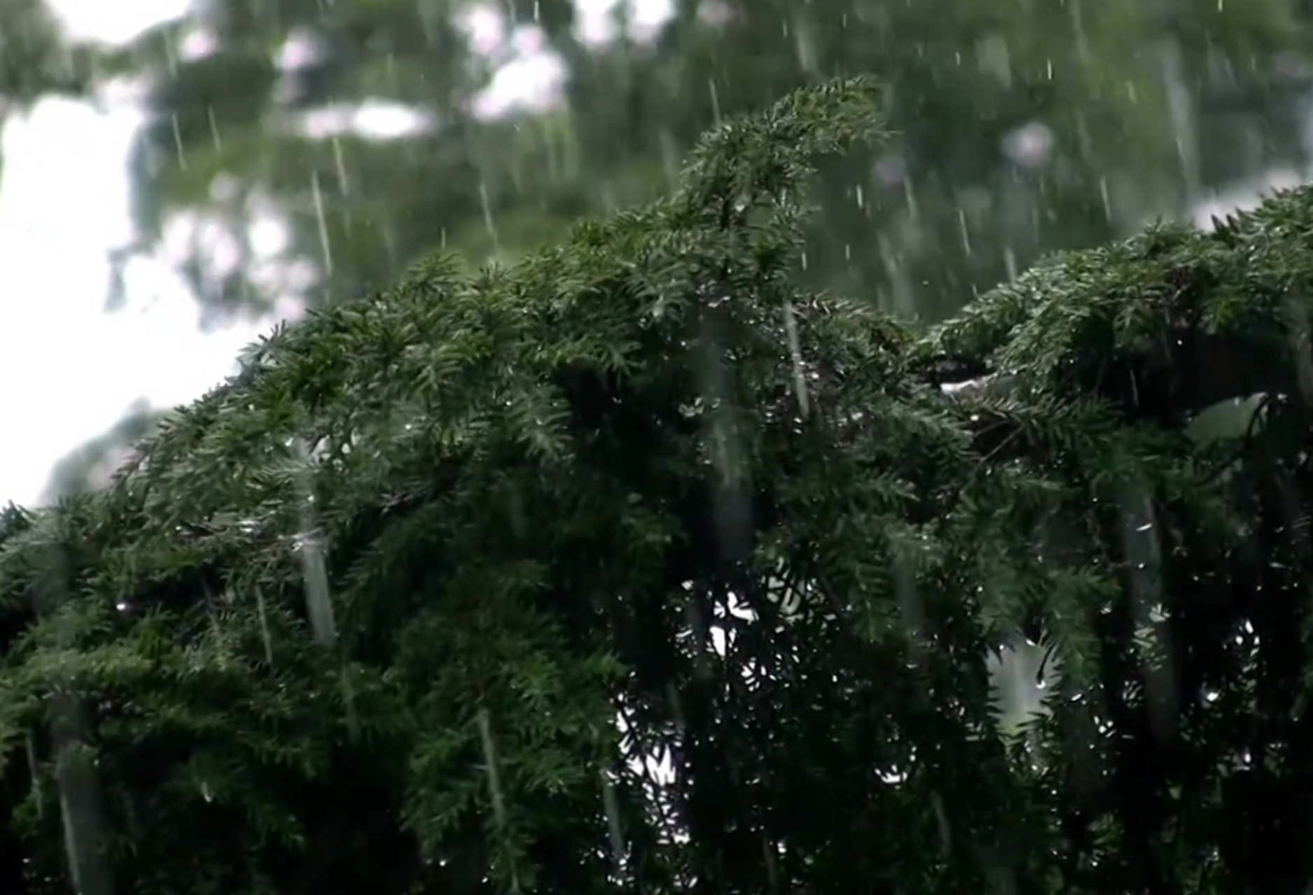 月松风草,缘庭绮合; 日华云实,旁沼星罗.