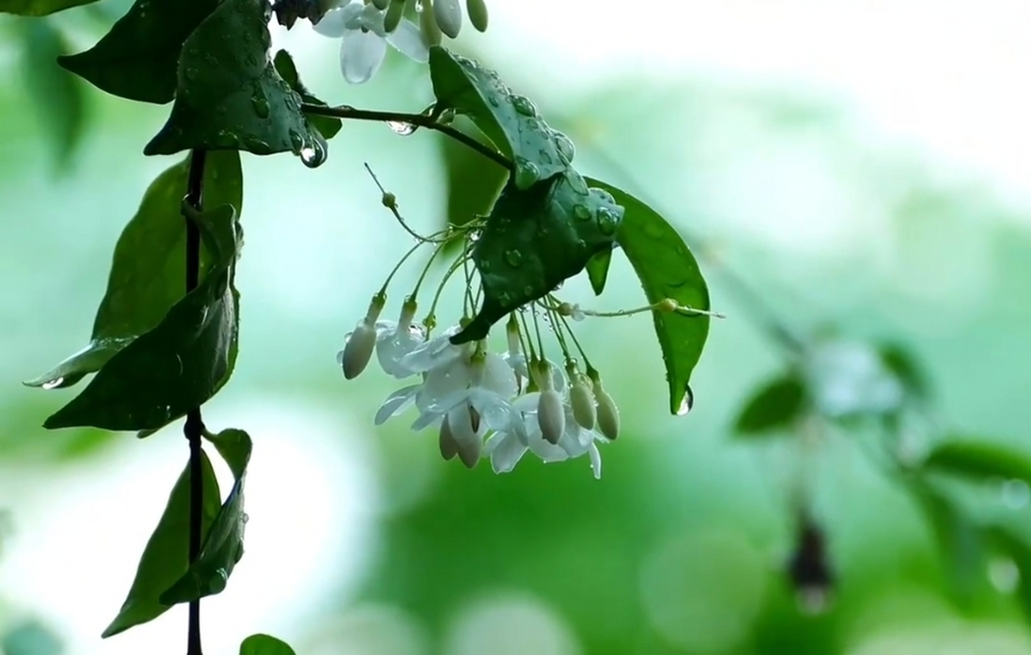 月松风草,缘庭绮合; 日华云实,旁沼星罗.
