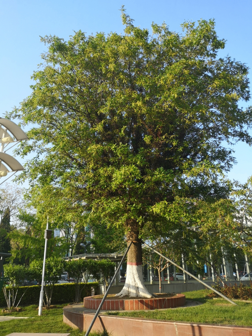 大自然奇景# 皂荚树,那天翻《本草纲目》还在叹息