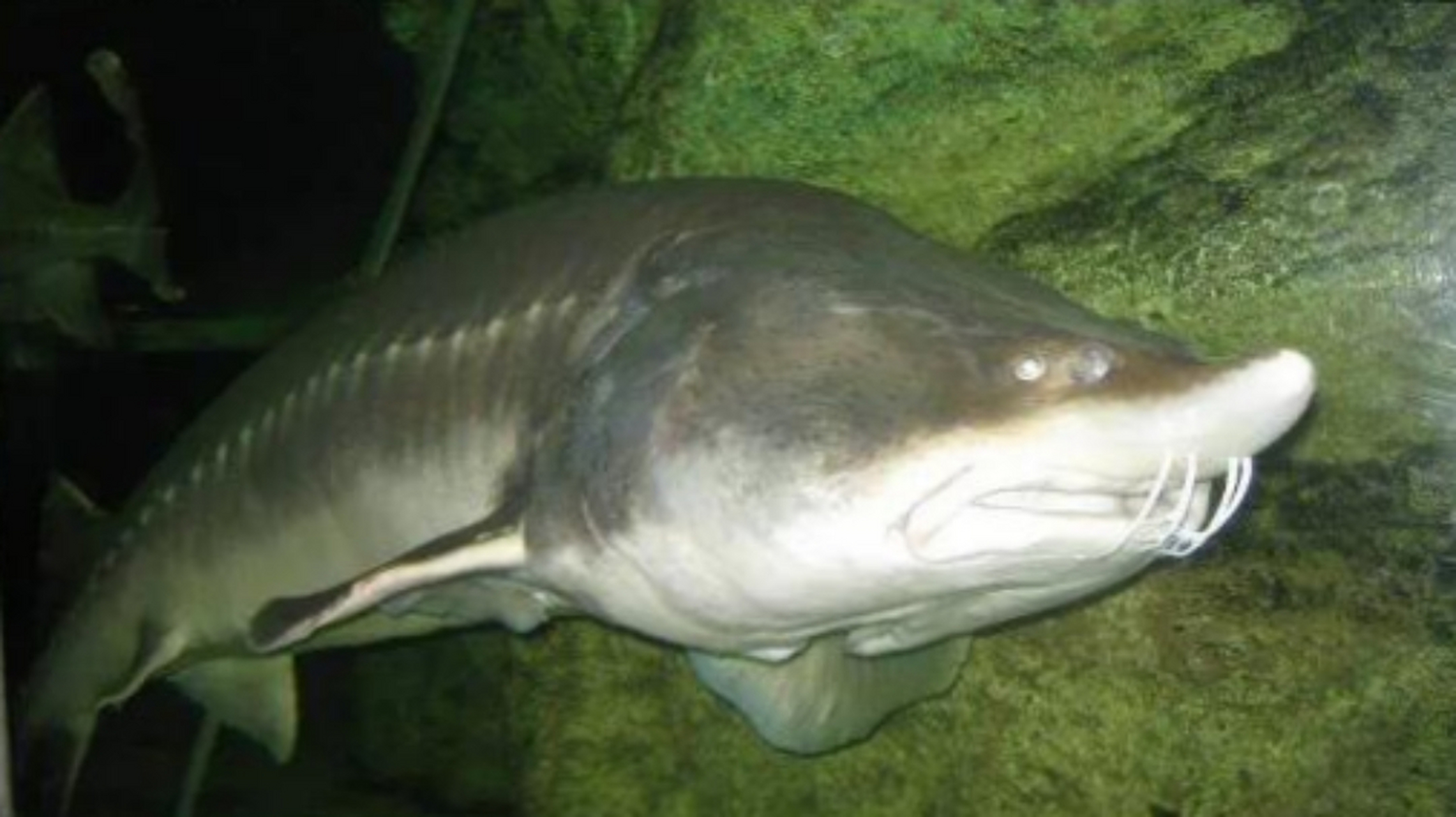 黑龙江鳇鱼的"怒吼"!