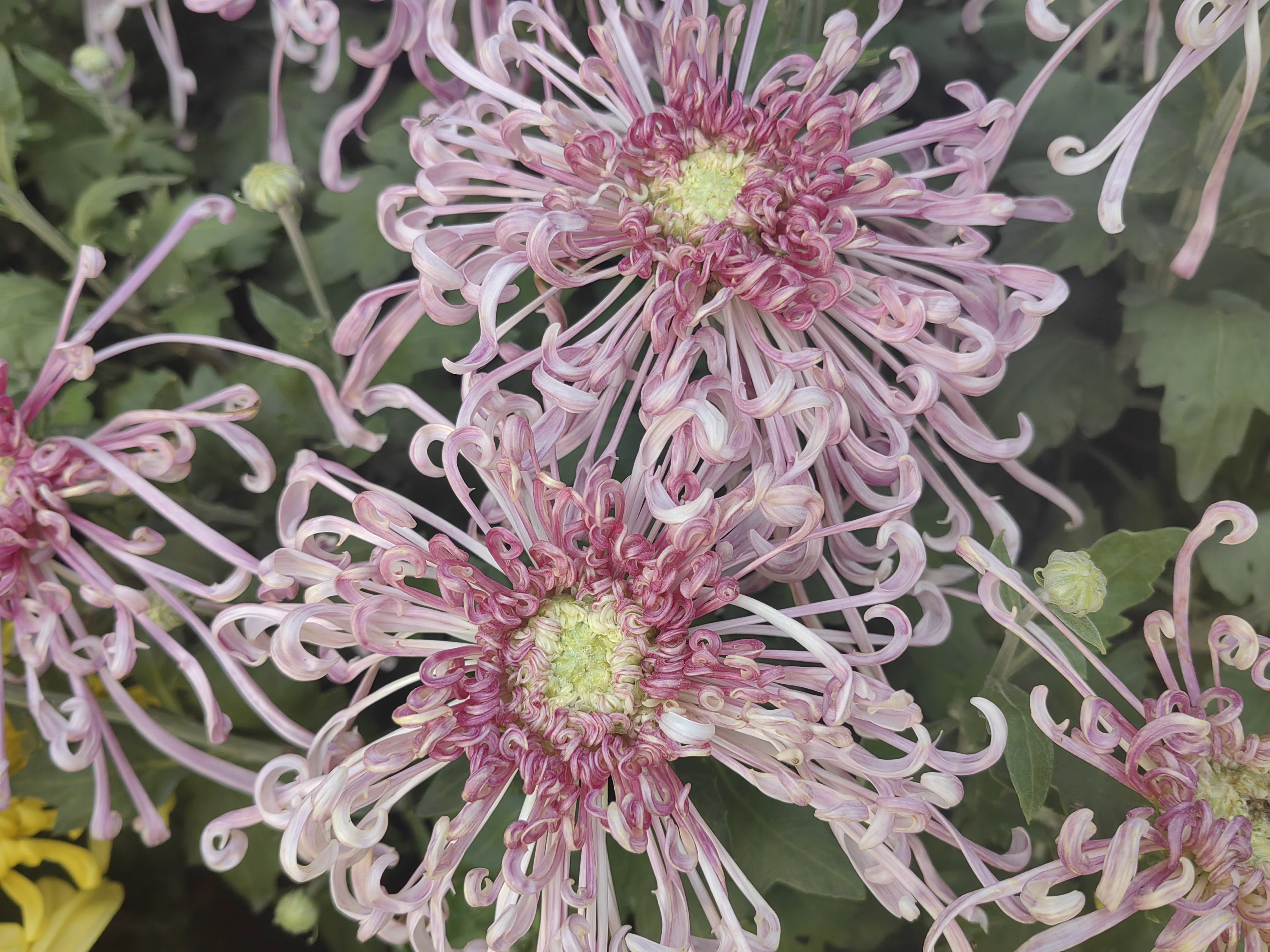 99 98粉色菊花的娇嫩,犹如初恋般清新脱俗;90紫菊的优雅,橙菊