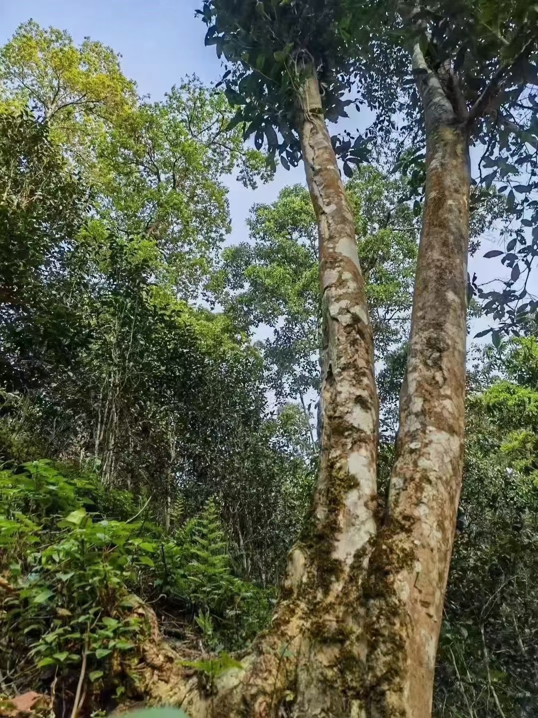 易武凤凰窝古树茶特点 1 产地:凤凰窝古树茶产自云南普洱景星镇,茶园
