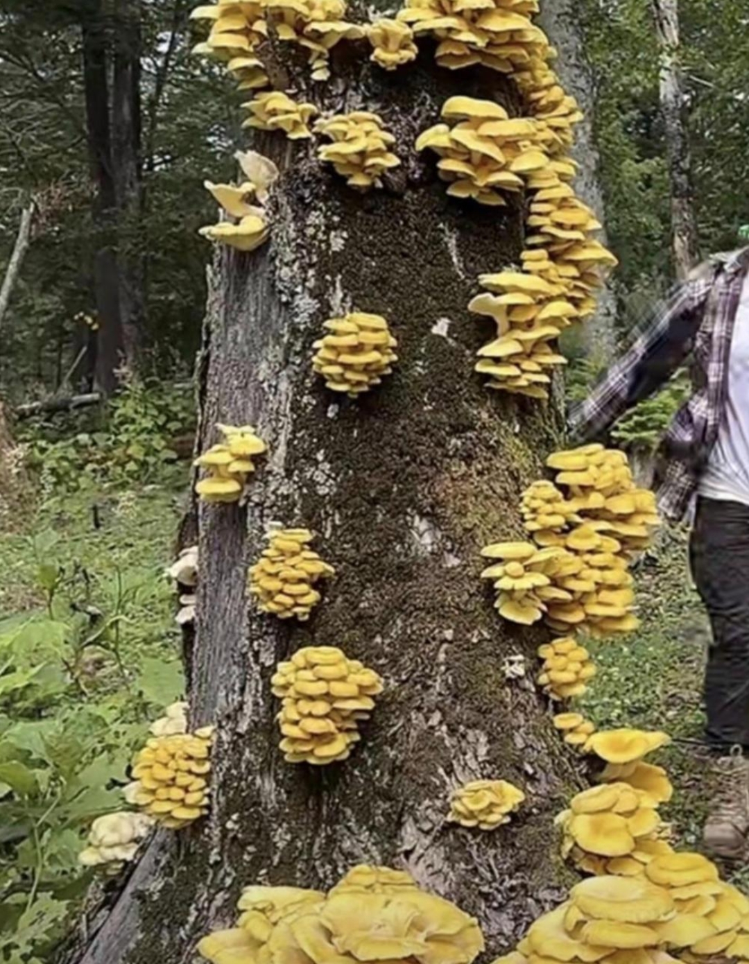 今天我和闺蜜去爬山,在山坡上发现了一棵老树的身上长出了黄色的蘑菇