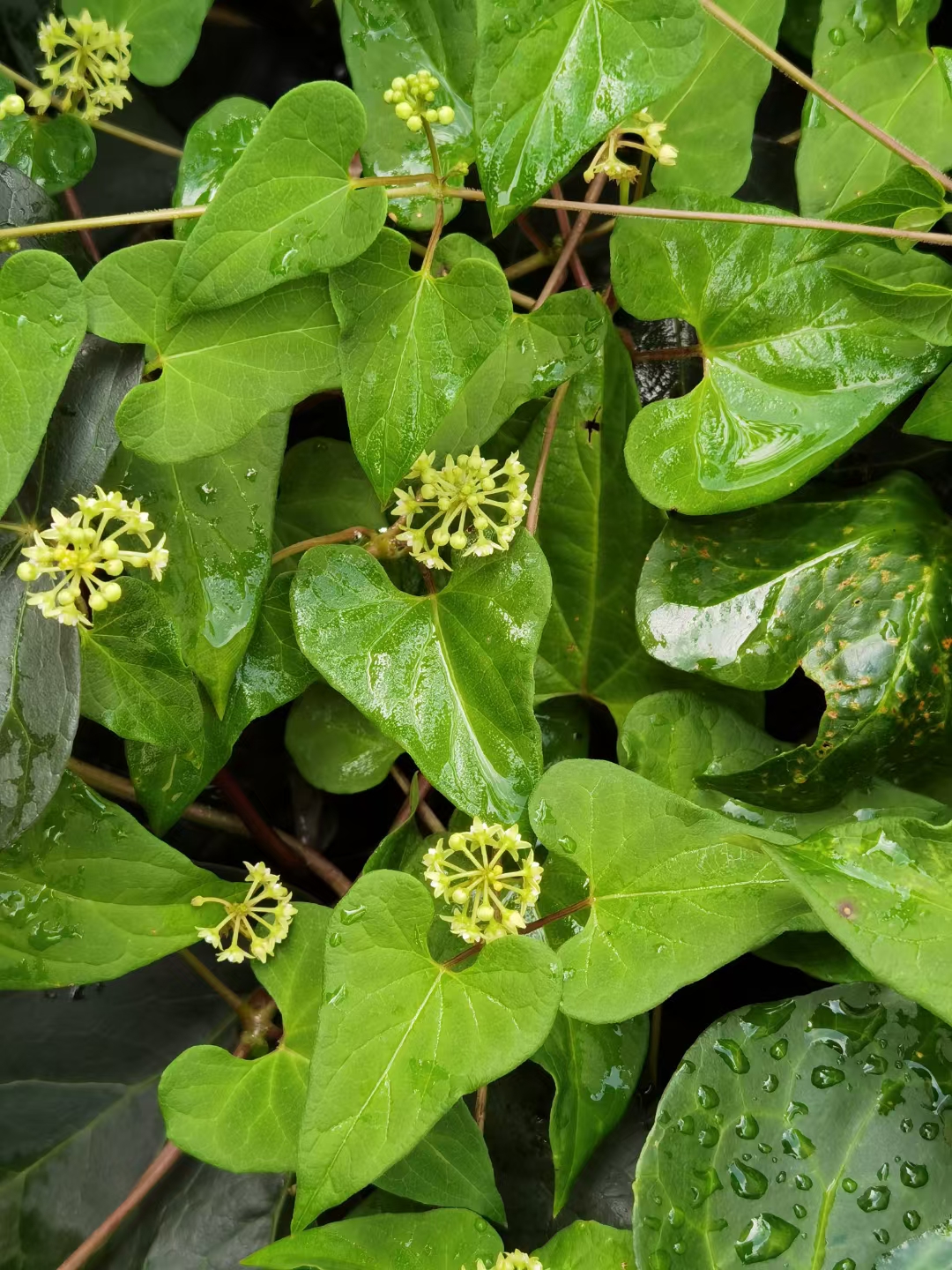 总有人在无私地帮助你 休年假在家,单位同事打电话