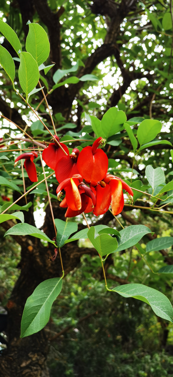 叮铃铃……凌晨12点过了,手机突然响了起来.