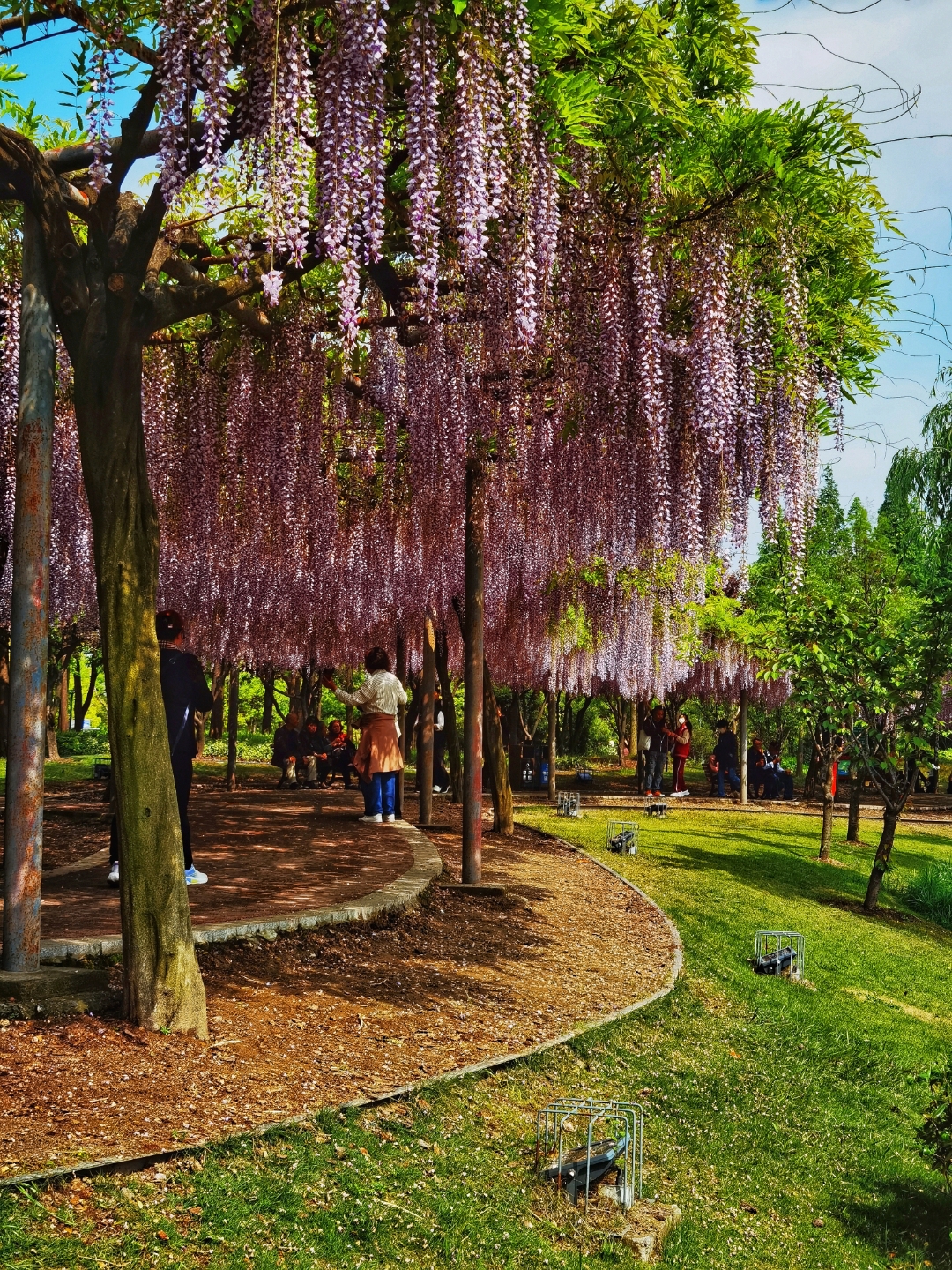 紫藤花下的美好时光  在这棵盛开的紫藤树下,时光仿佛放慢了脚步.