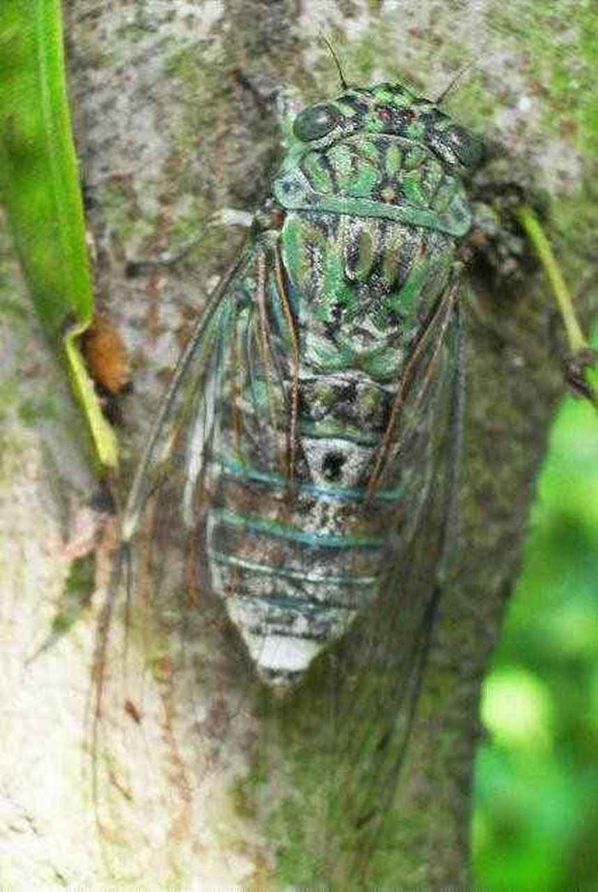 蟪蛄:中文学名蟪蛄,外文学名platypleura kaempferi,半翅目,蝉科,一种