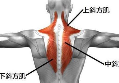 颈部斜方肌位置图图片