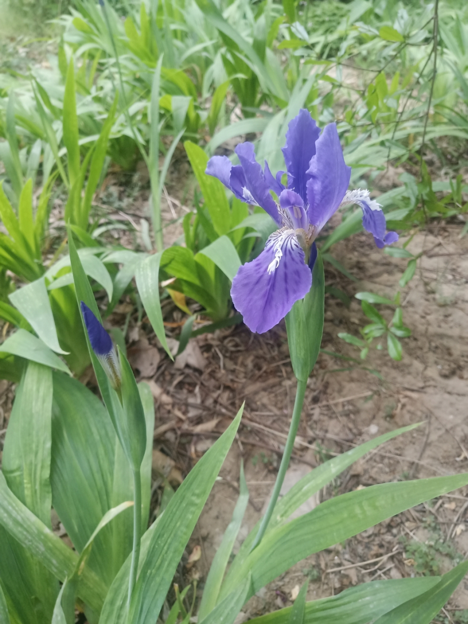 扁竹花图片