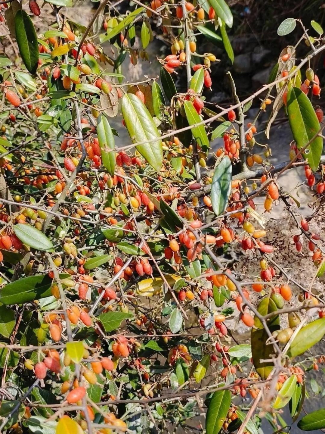 上山挖野菜看到了这个野枸杞,这可是好东西,药用处也多,晒干了泡水喝