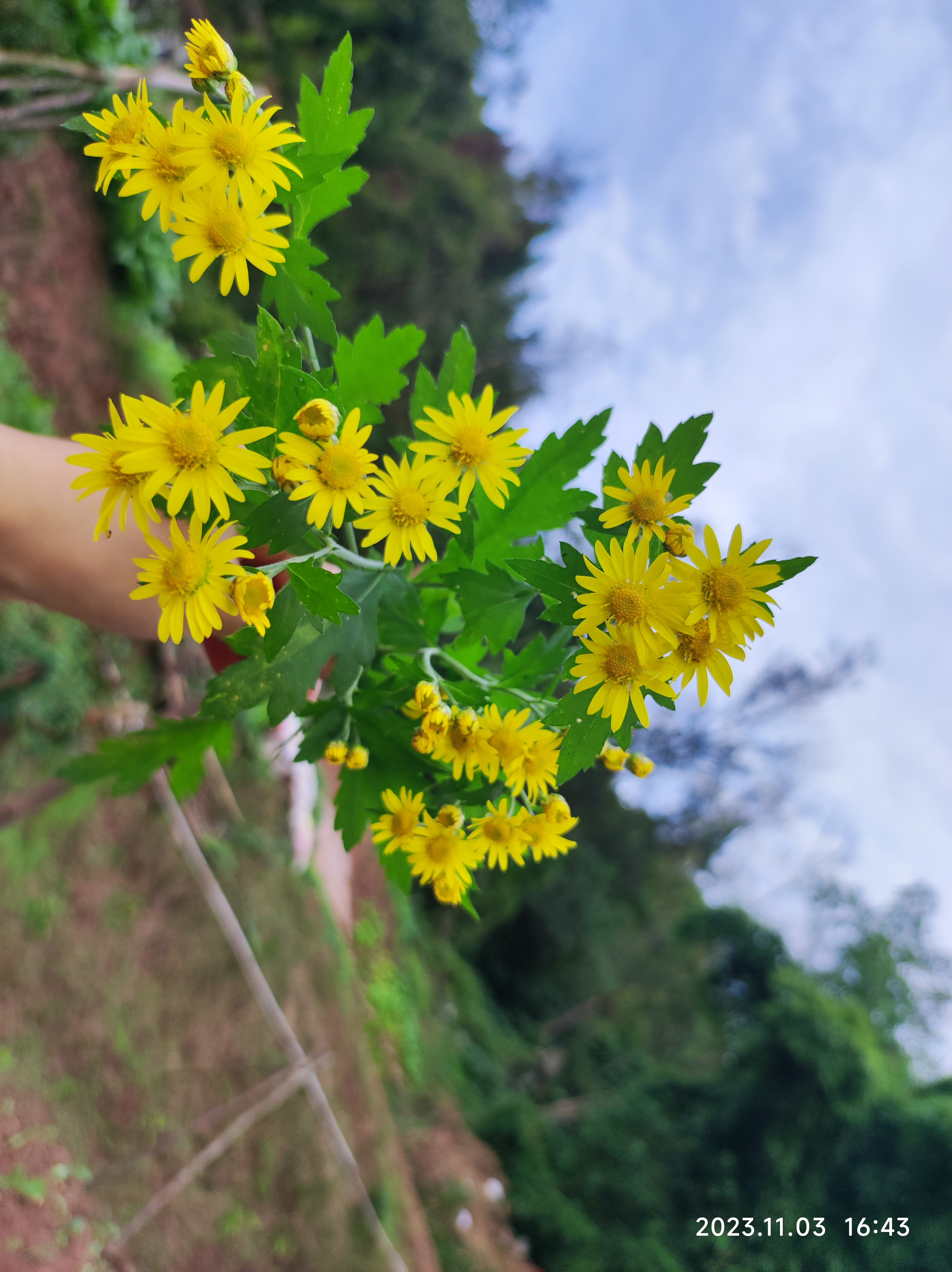 一大束黄色的野花在蓝天下绽放,就像我心中最温暖的阳光,照亮了我的