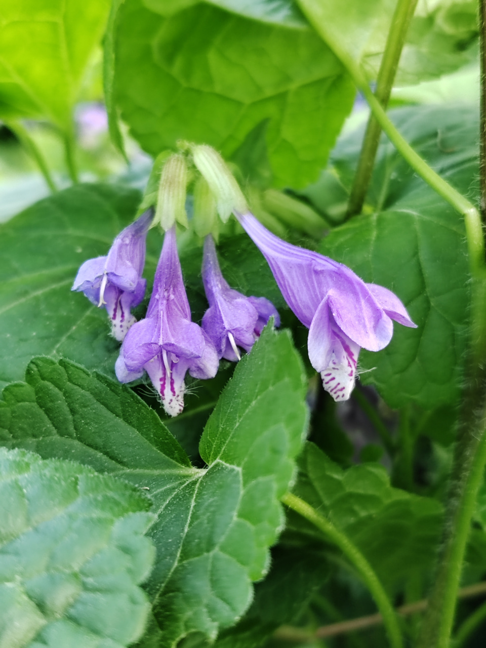 龙头草,紫色的花不多见,太好看了!