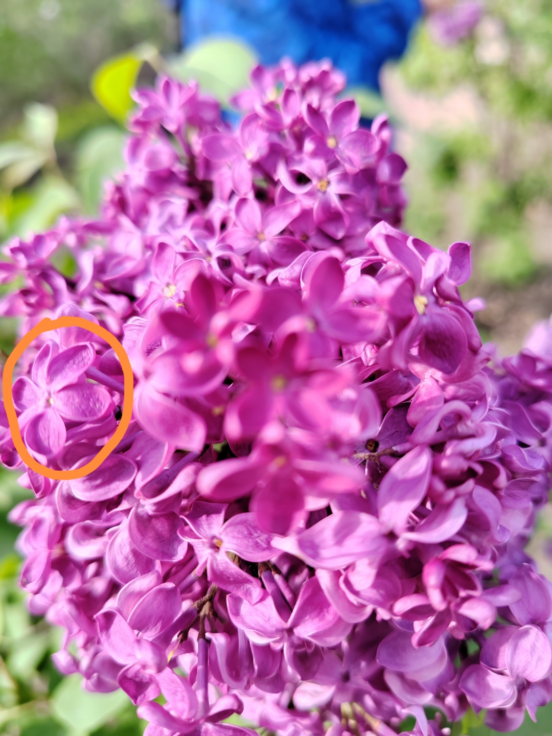 意外收获,发现六瓣丁香花