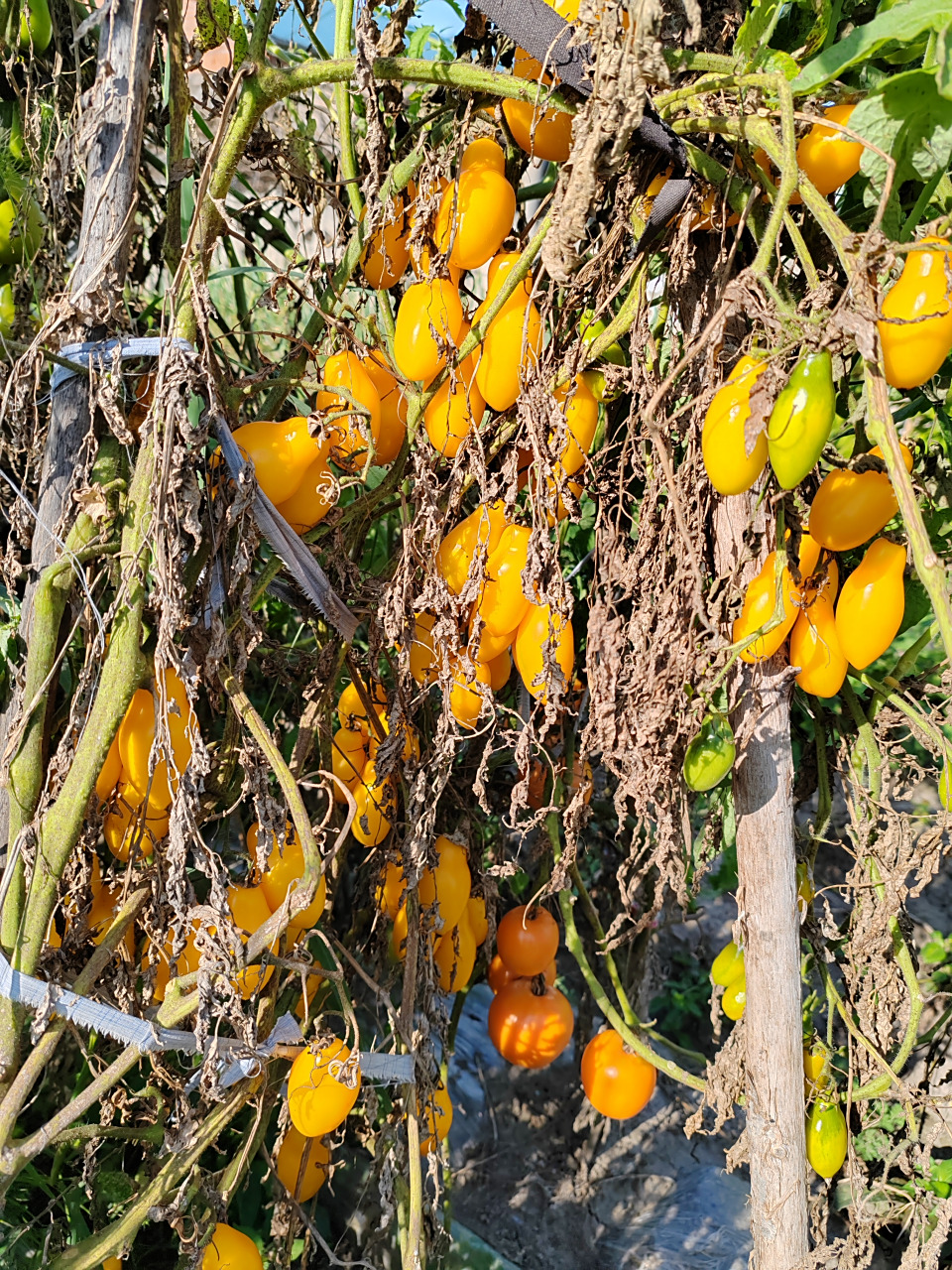 柿子也是吃不完,秧就干枯了