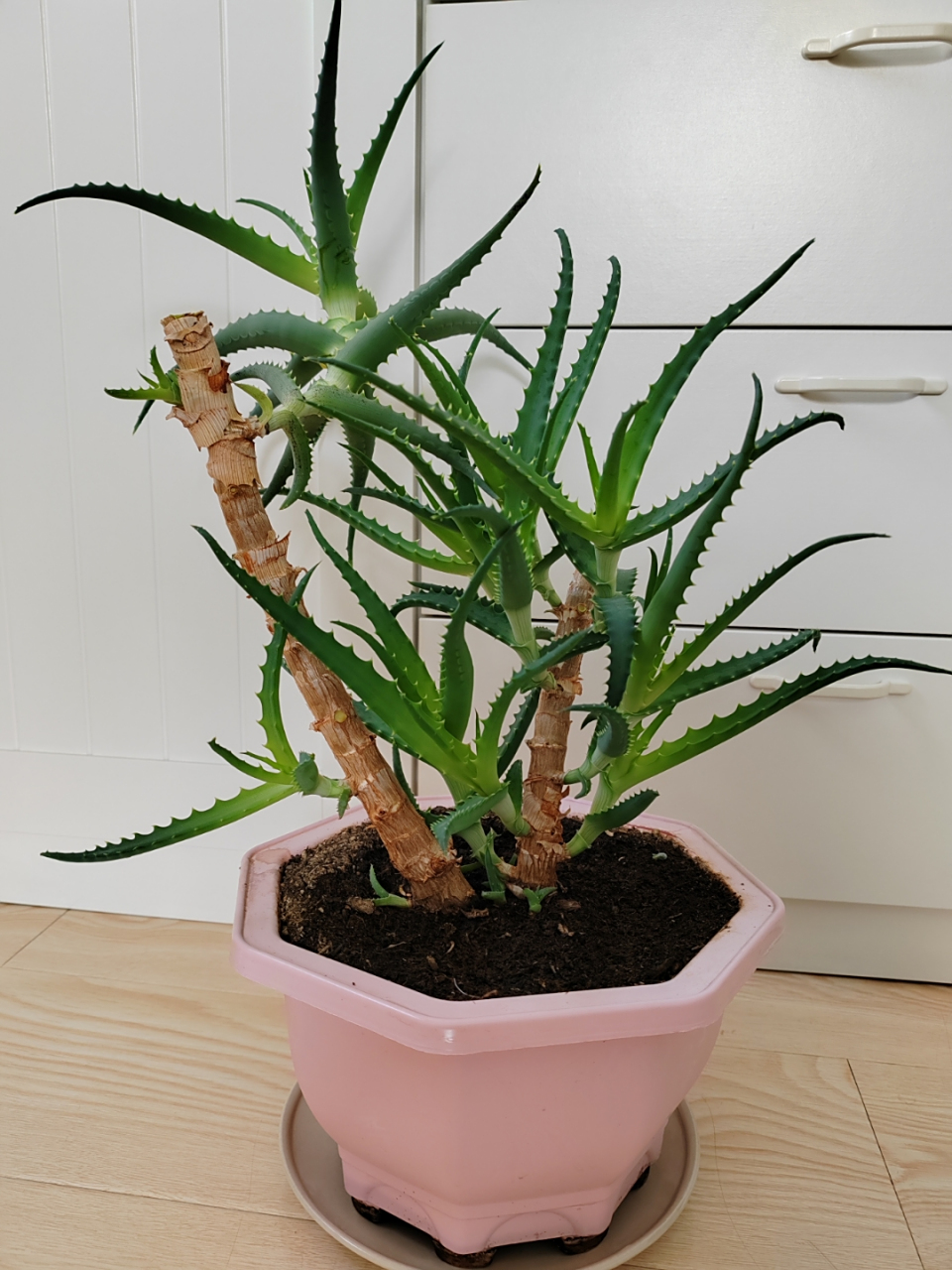 咔嚓咔嚓,给龙爪断舍离