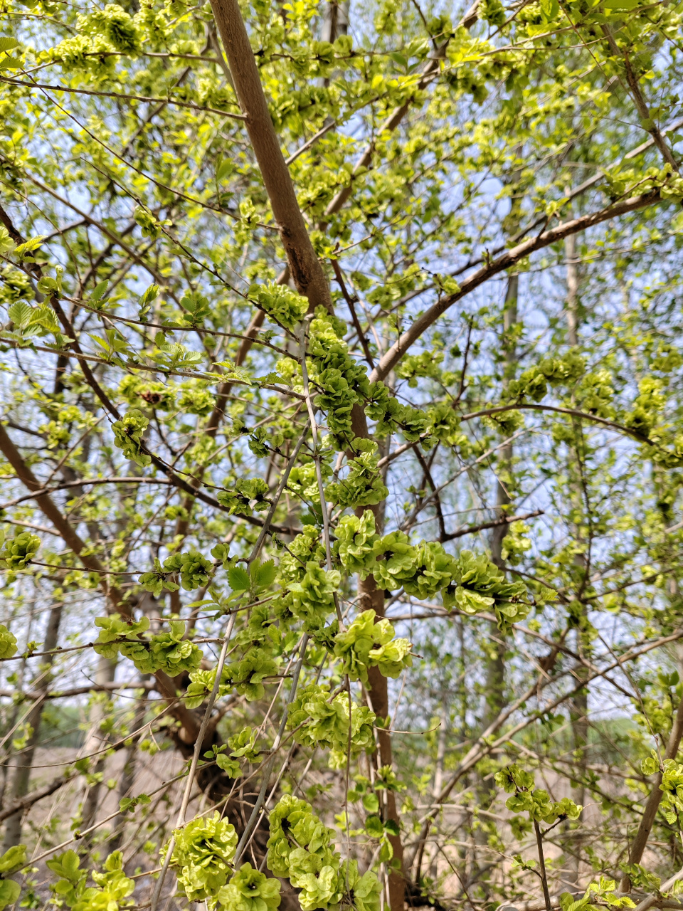 榆钱一串串,能做榆钱饭!