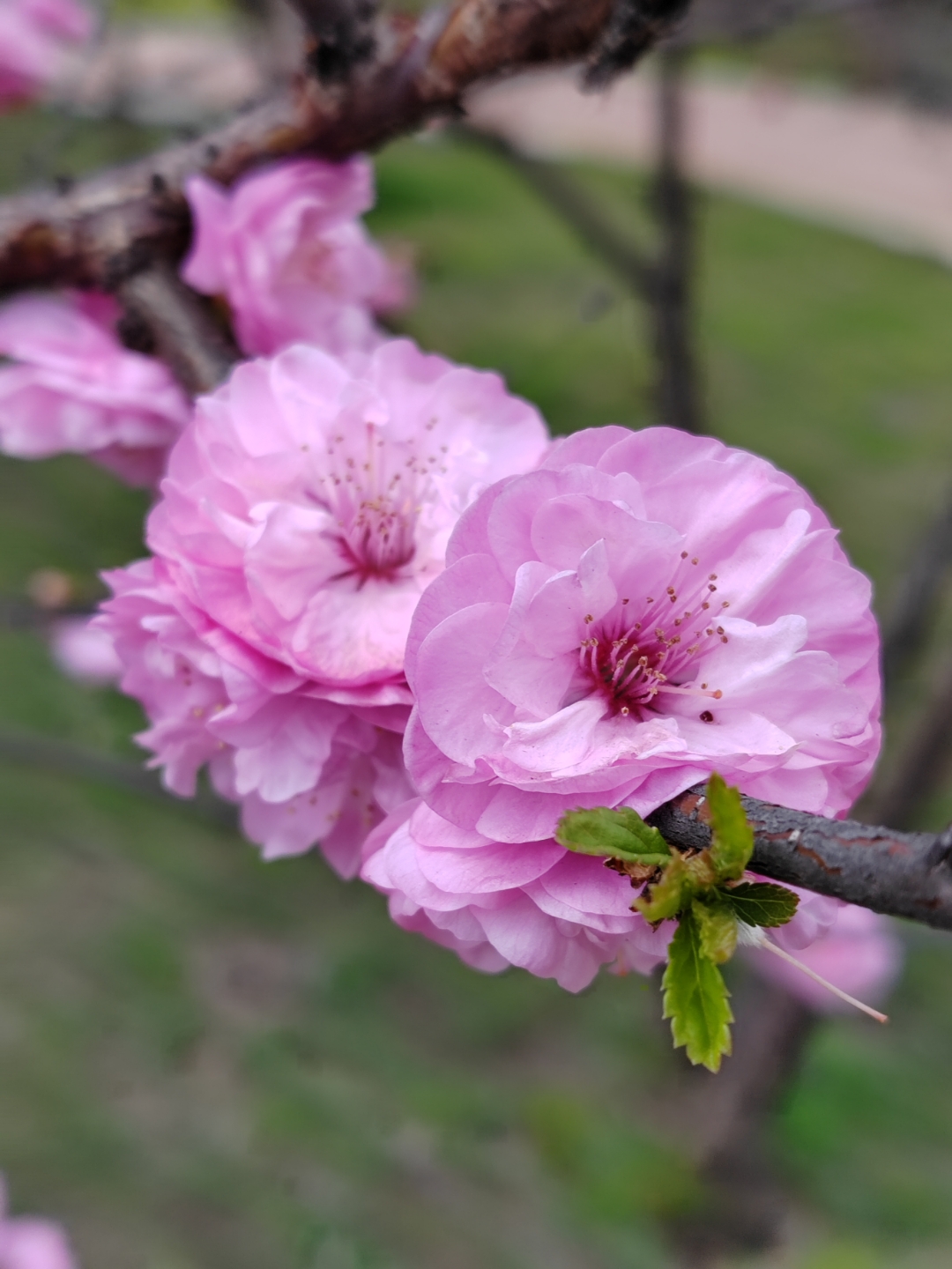 又拍到了最漂亮的榆叶梅花,这个是重瓣榆叶梅,就叫它们"小芍药"或"小