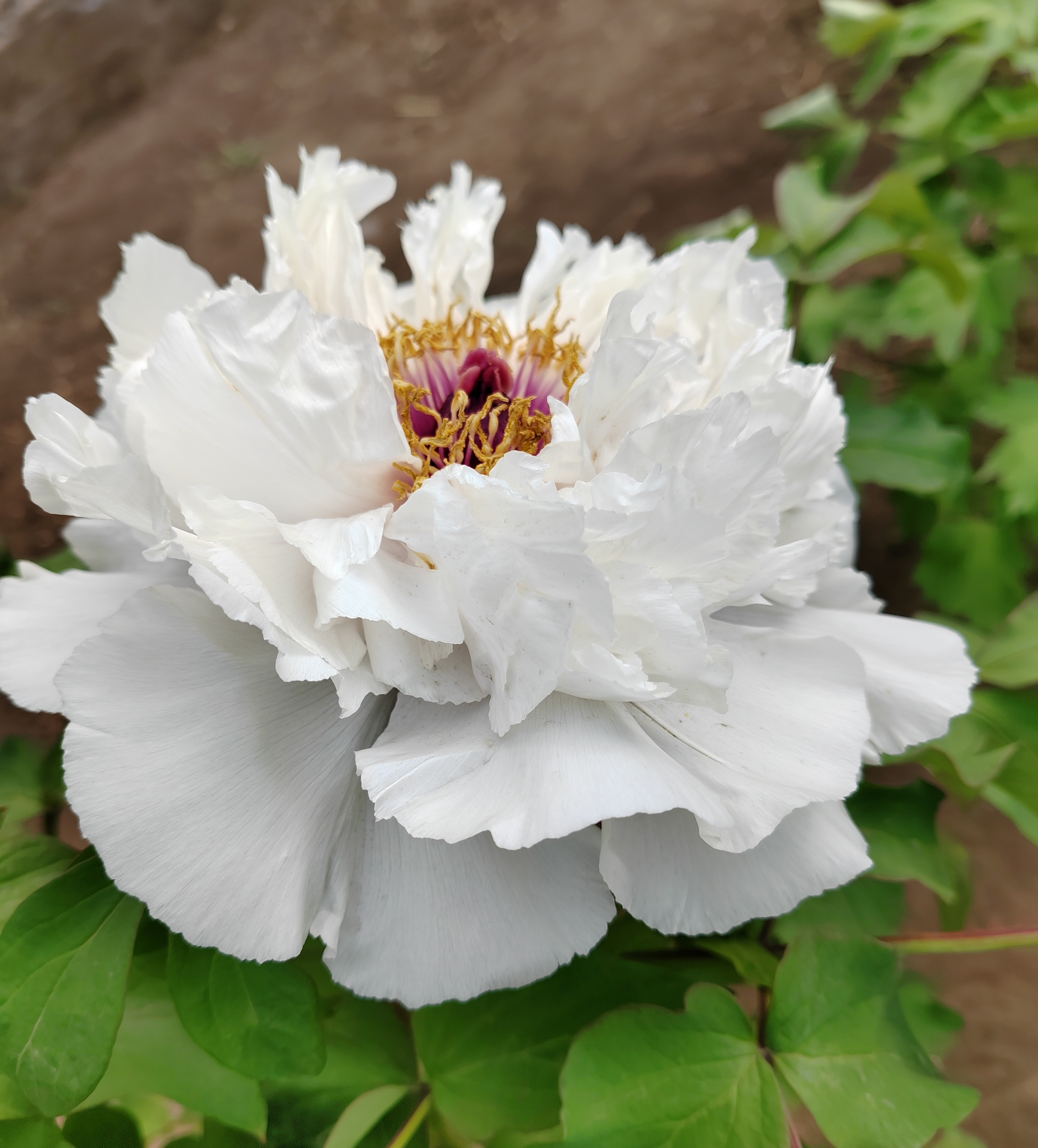 白牡丹,大气优雅