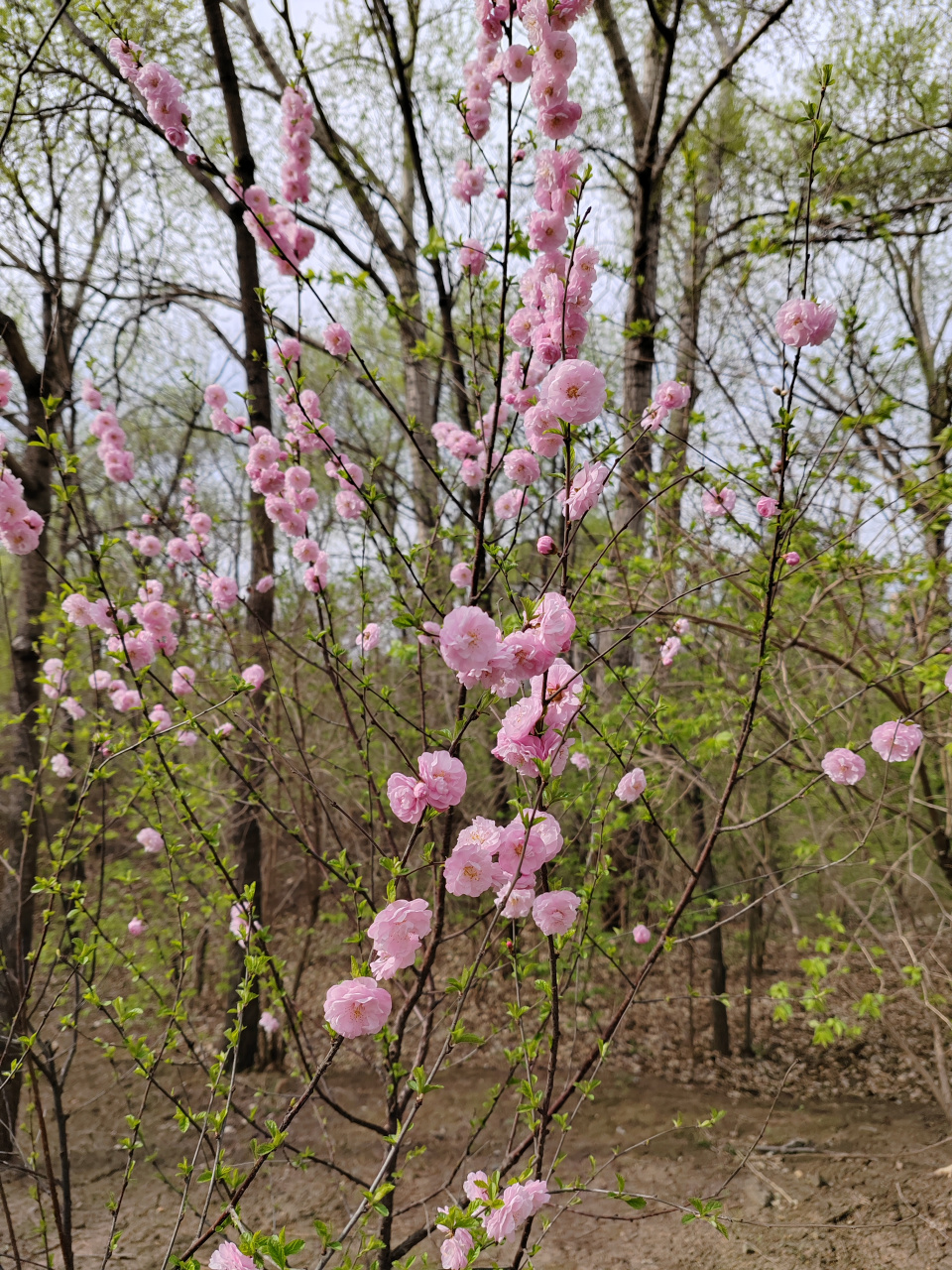 重瓣榆叶梅花期图片