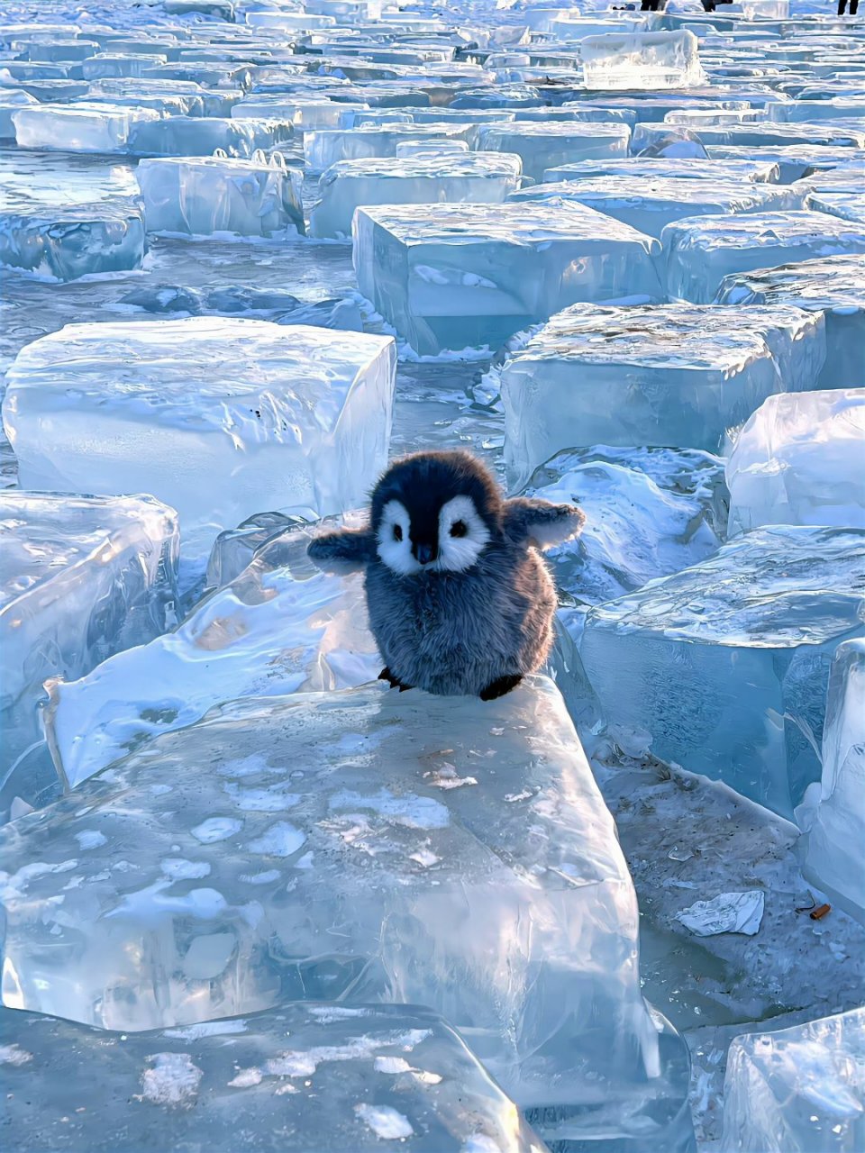 小企鹅太可爱了