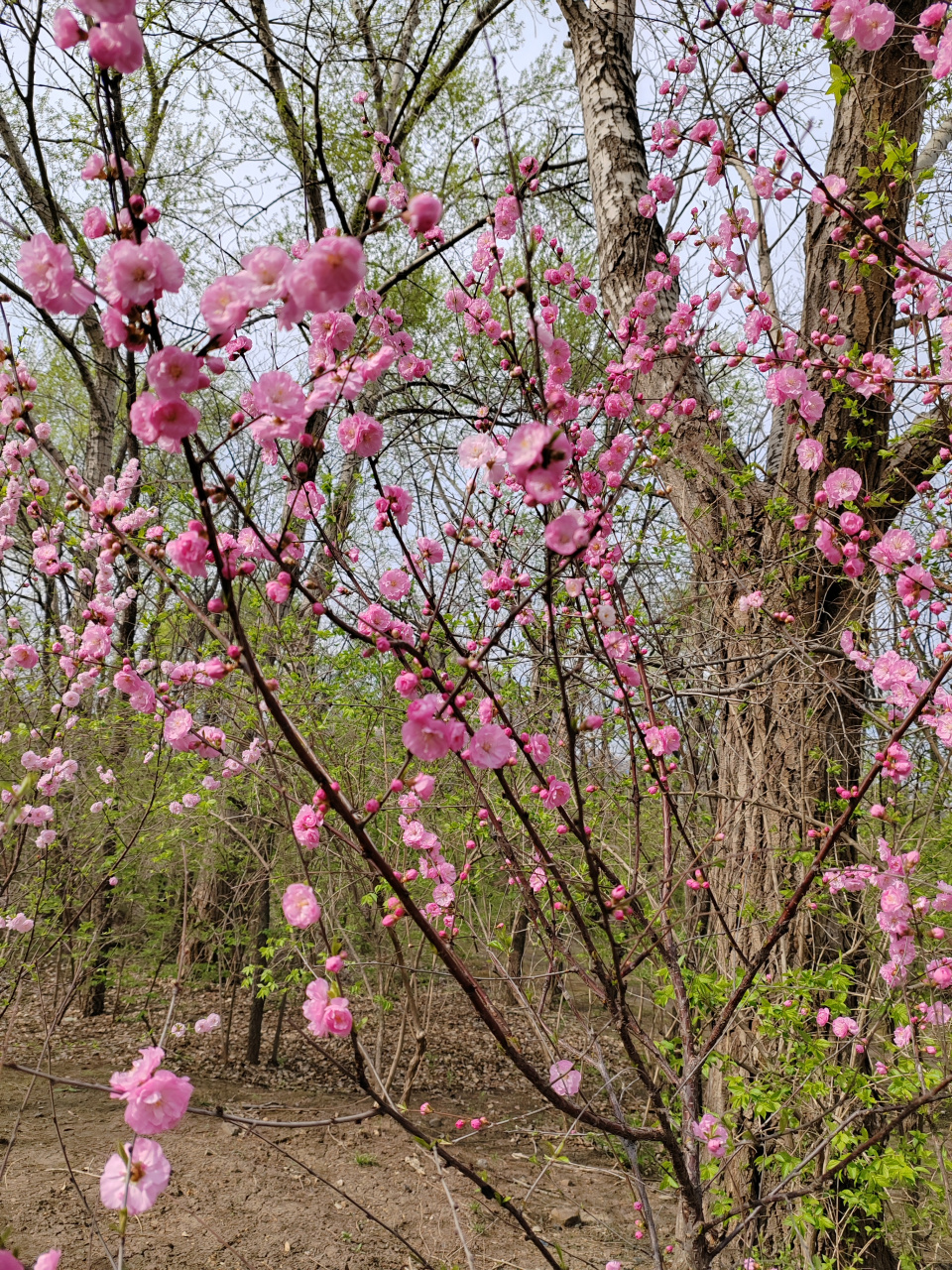 重瓣榆叶梅花期图片