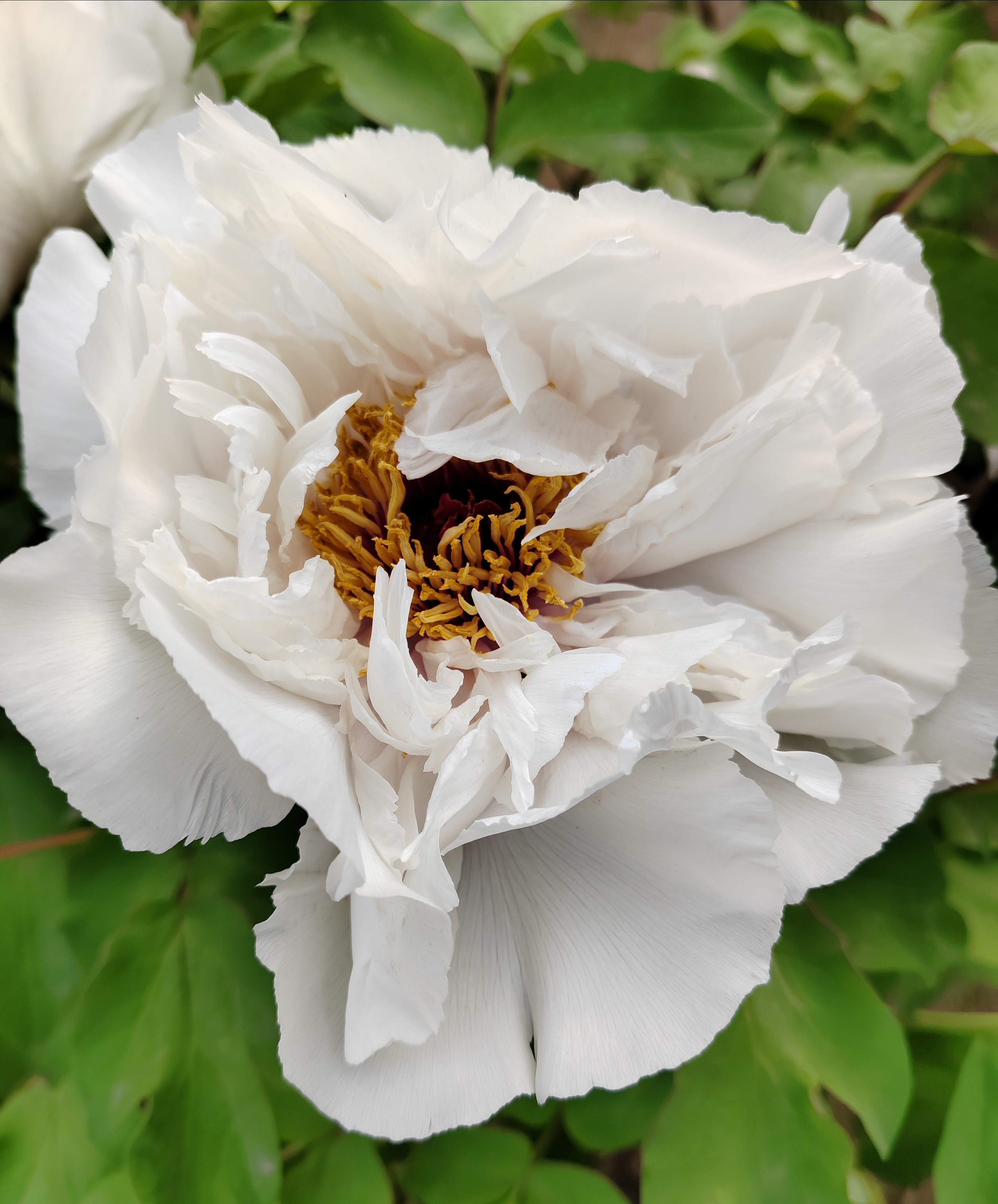 白牡丹,大气优雅